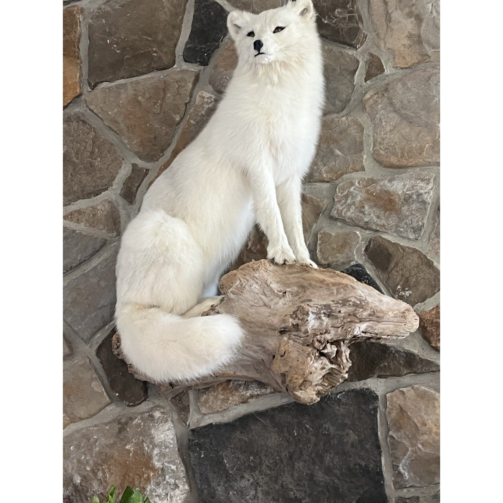 FHWL9 - Museum Quality White Fox Taxidermy Full Body Mount