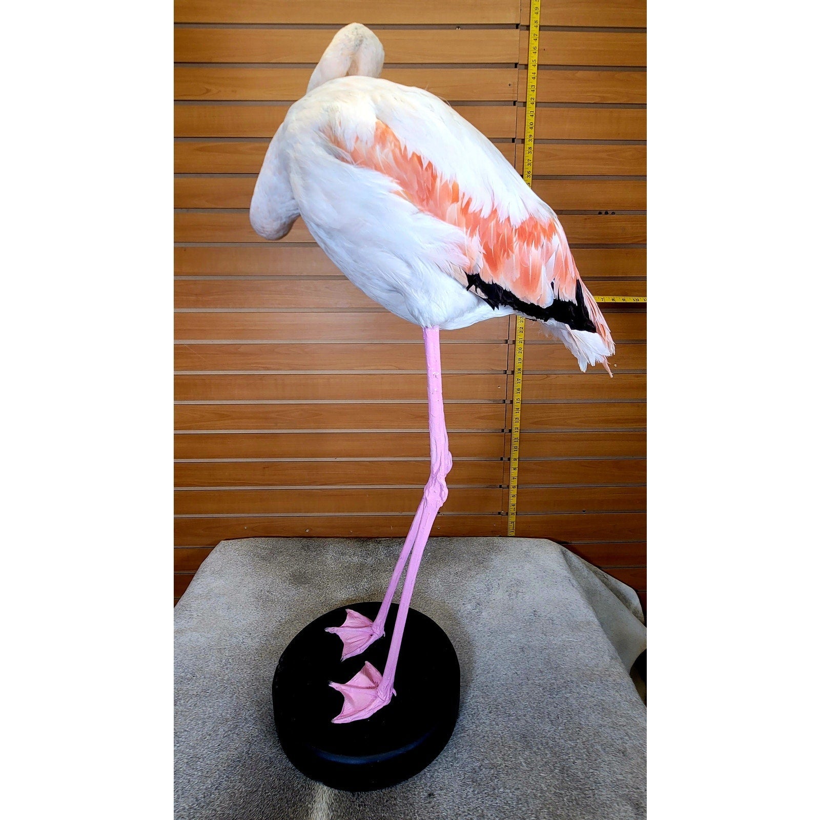 FHFLA303- Chilean Flamingo Lifesize Taxidermy Mount