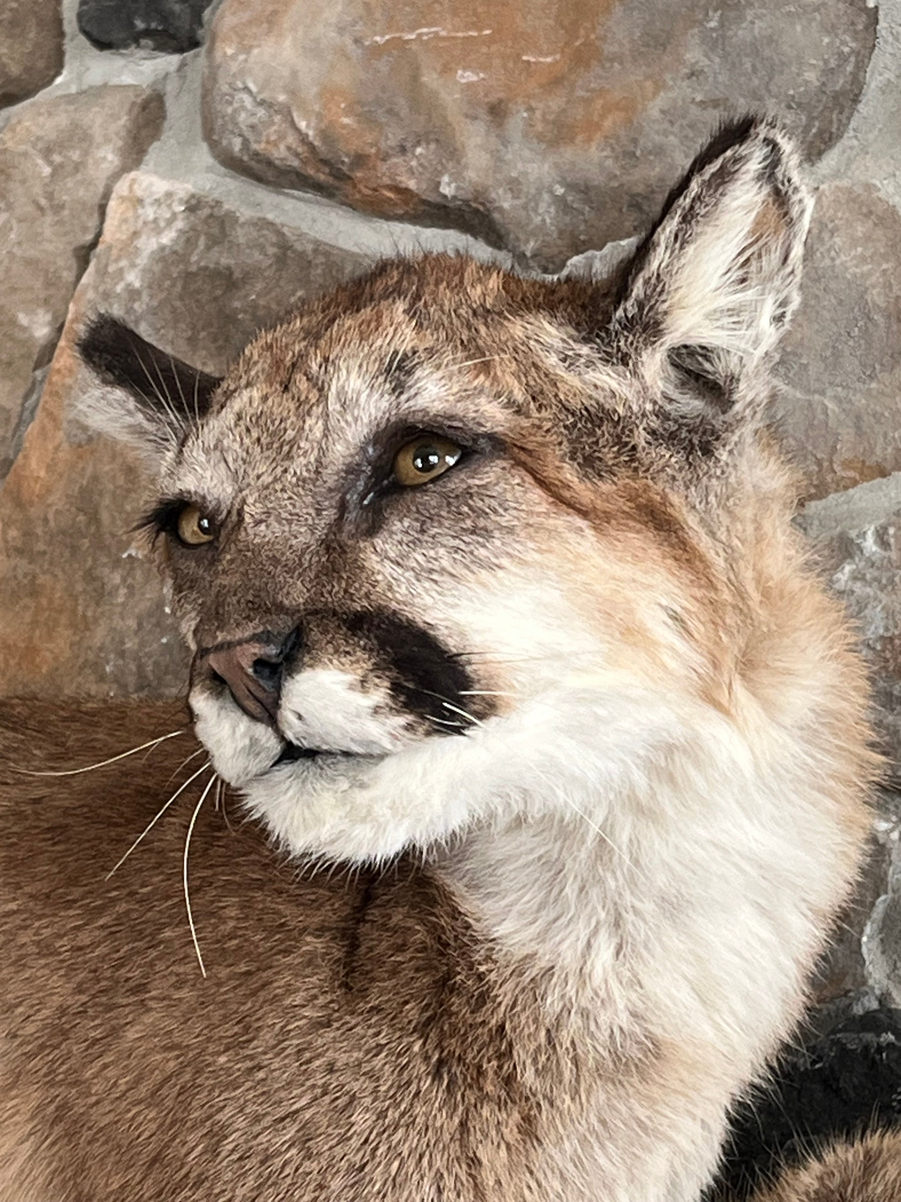 FHWL29 - Cougar Lifesize Taxidermy Mount