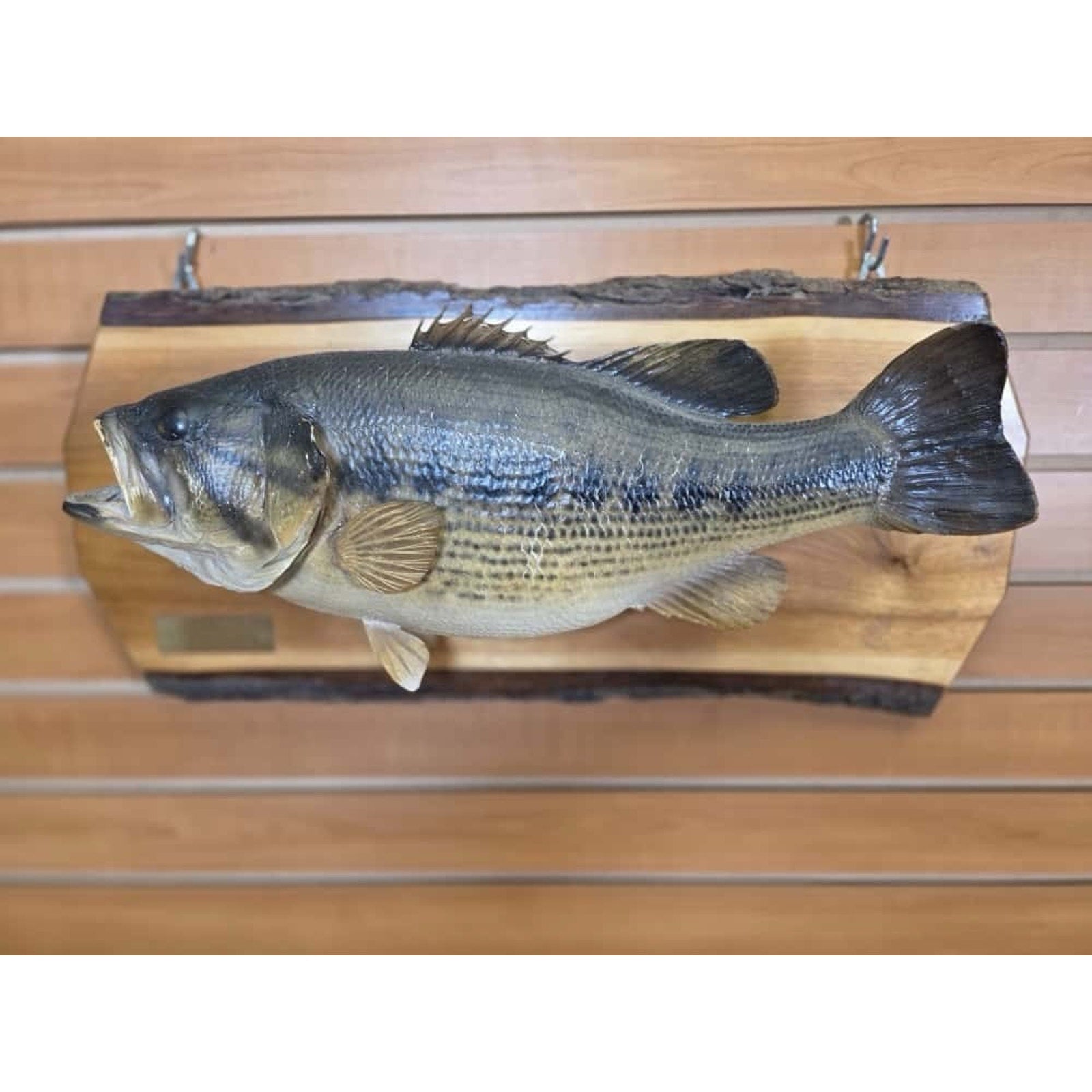 JTV229 - Real Skin Bass Fish Taxidermy Mount 20”
