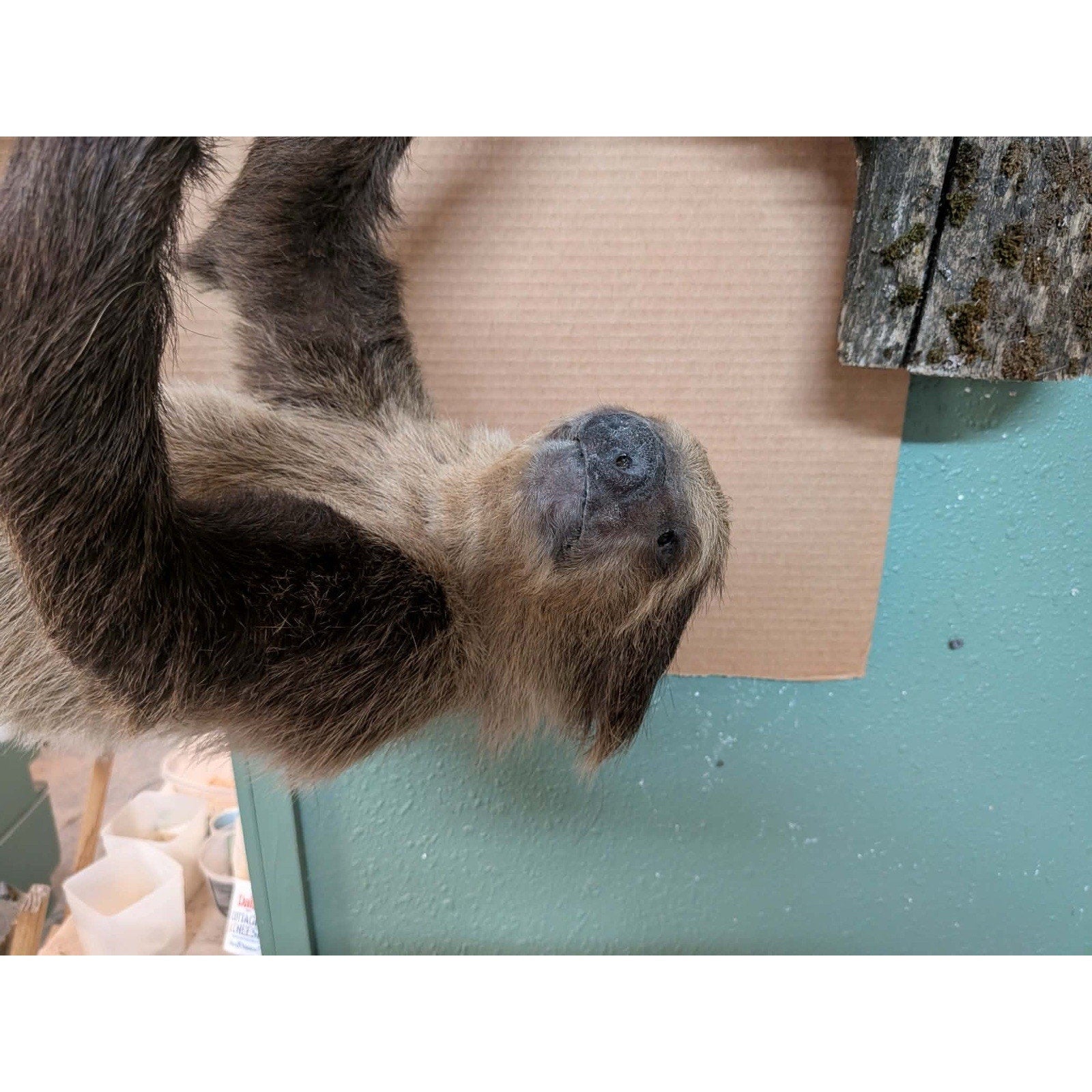 FHPAT158 - New Adult Sloth Taxidermy Mount Full Body
