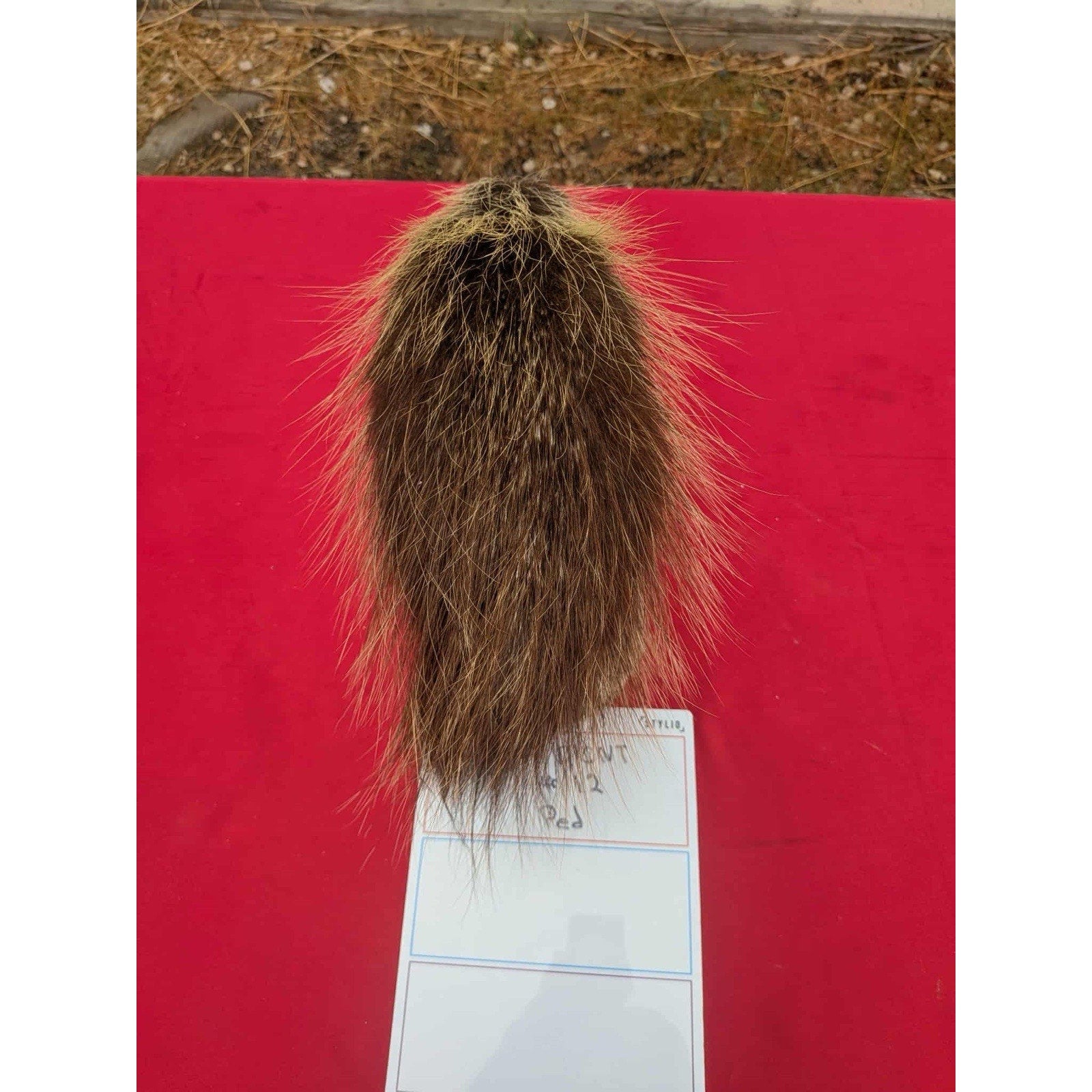 FHPORC12 - Beautiful Montana Prime Winter Porcupine Shoulder Taxidermy Mount