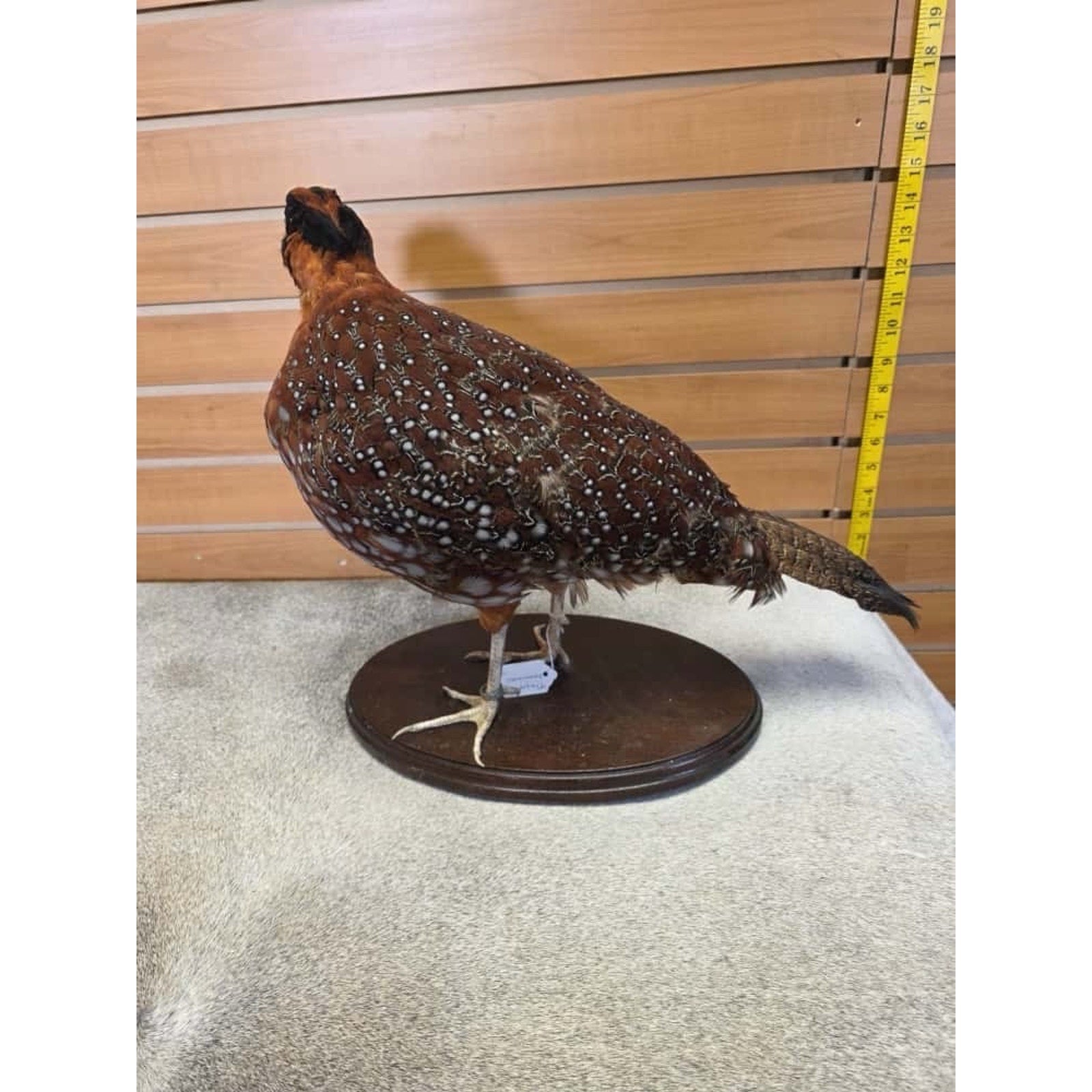 JTV235 - Temminck Tragopan pheasant male Bird Taxidermy