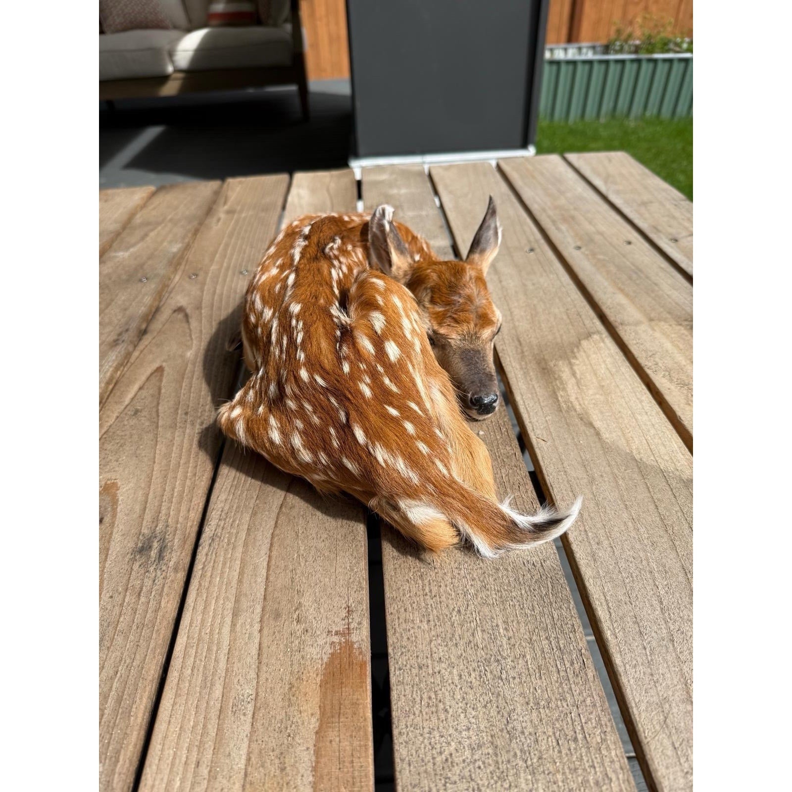 FHWAF4 - Fawn Lifesize Taxidermy Mount