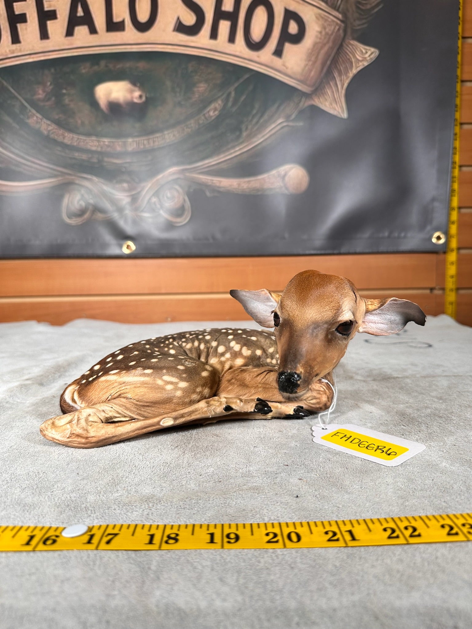FHDEER6- Baby Deer Fawn tiny taxidermy mount