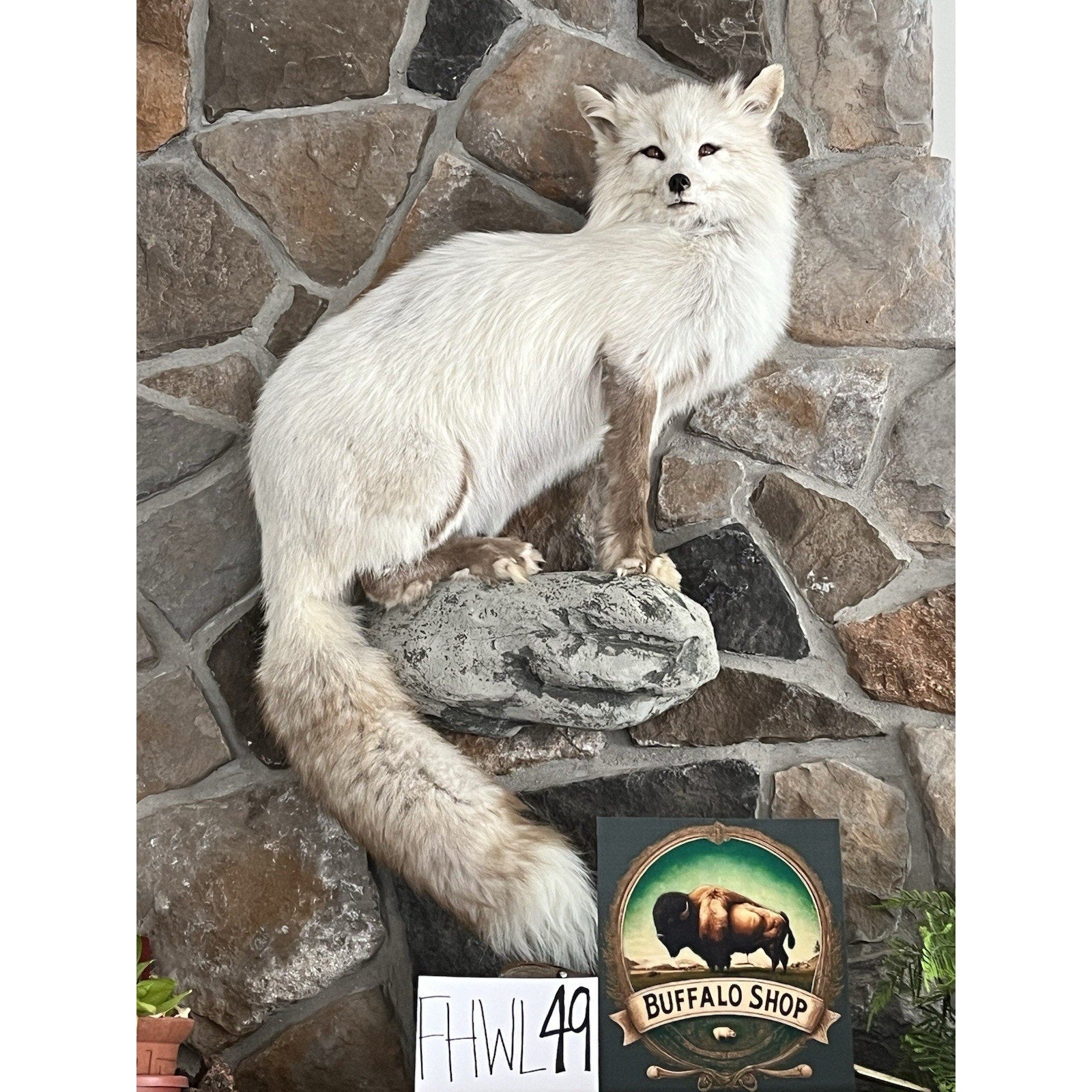 FHWL49- White Cross Fox Taxidermy mount