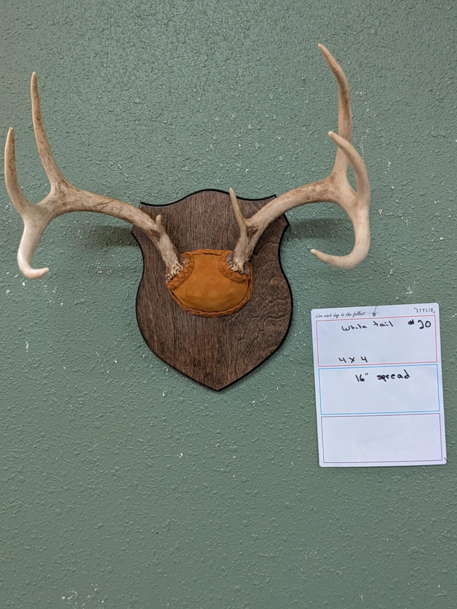 FHPAT20- 4x4 whitetail Deer Antler mount 16” spread