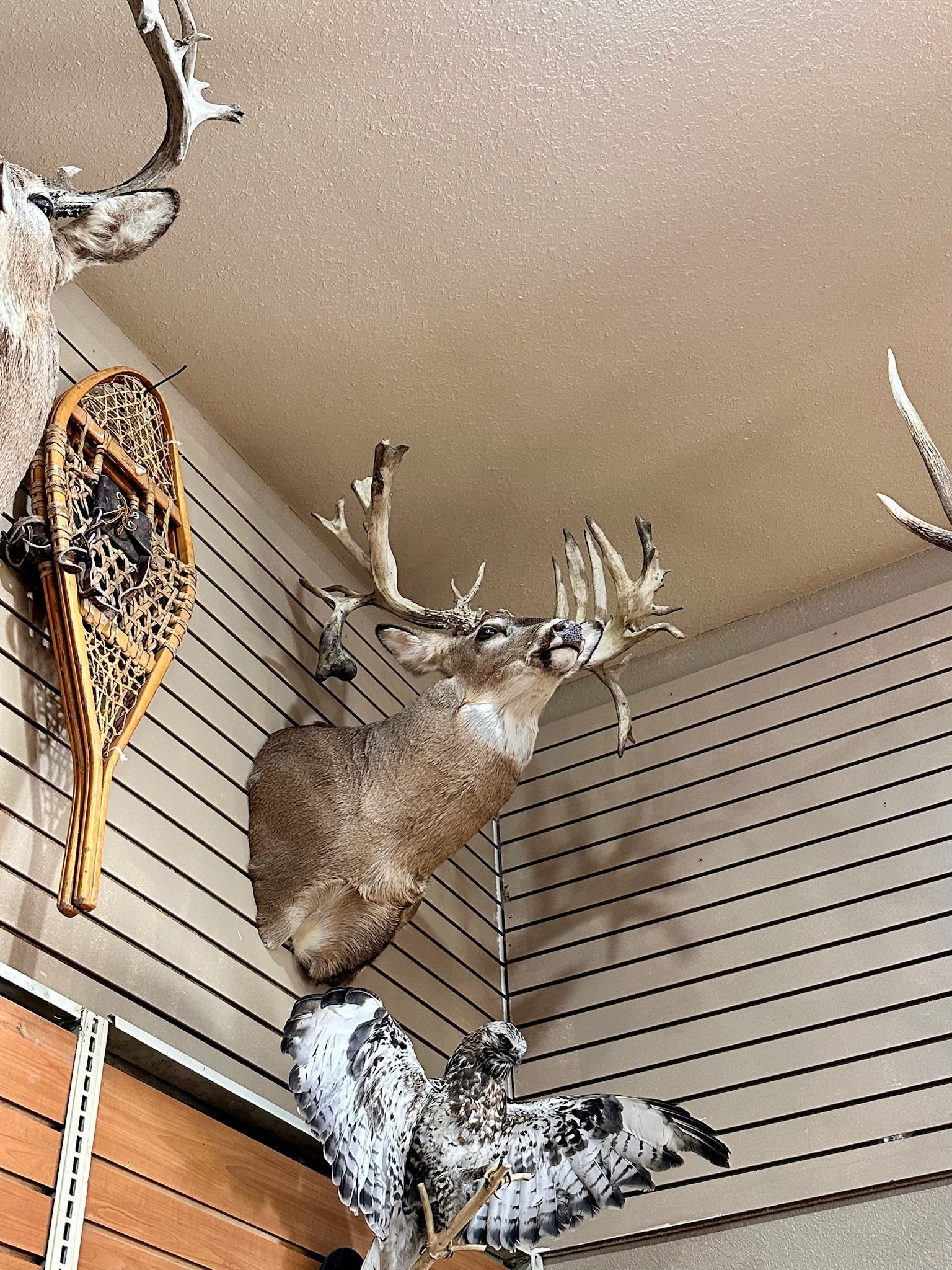 FH195- four whitetail taxidermy mounts