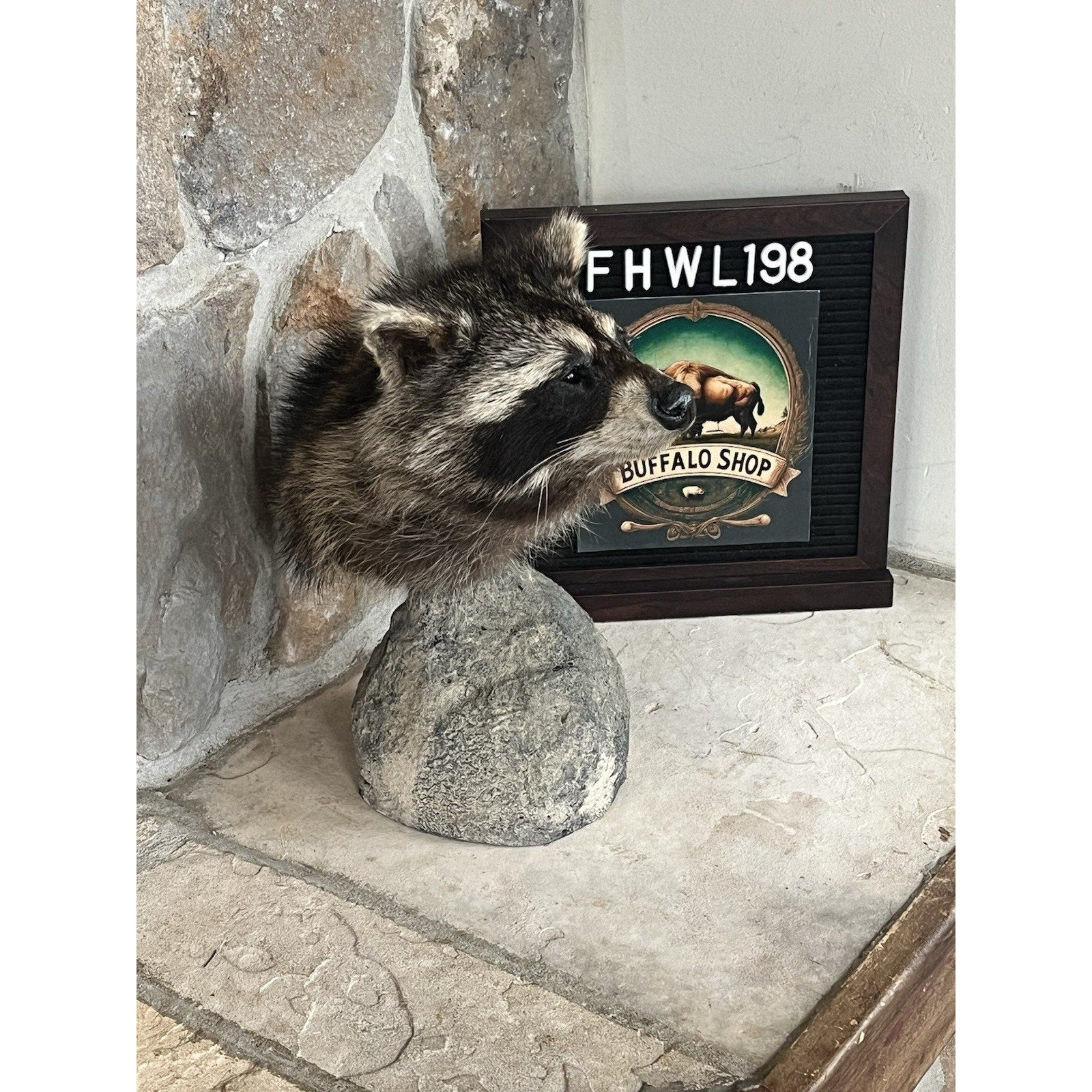 FHWL198 -Raccoon Pedestal Taxidermy Mount