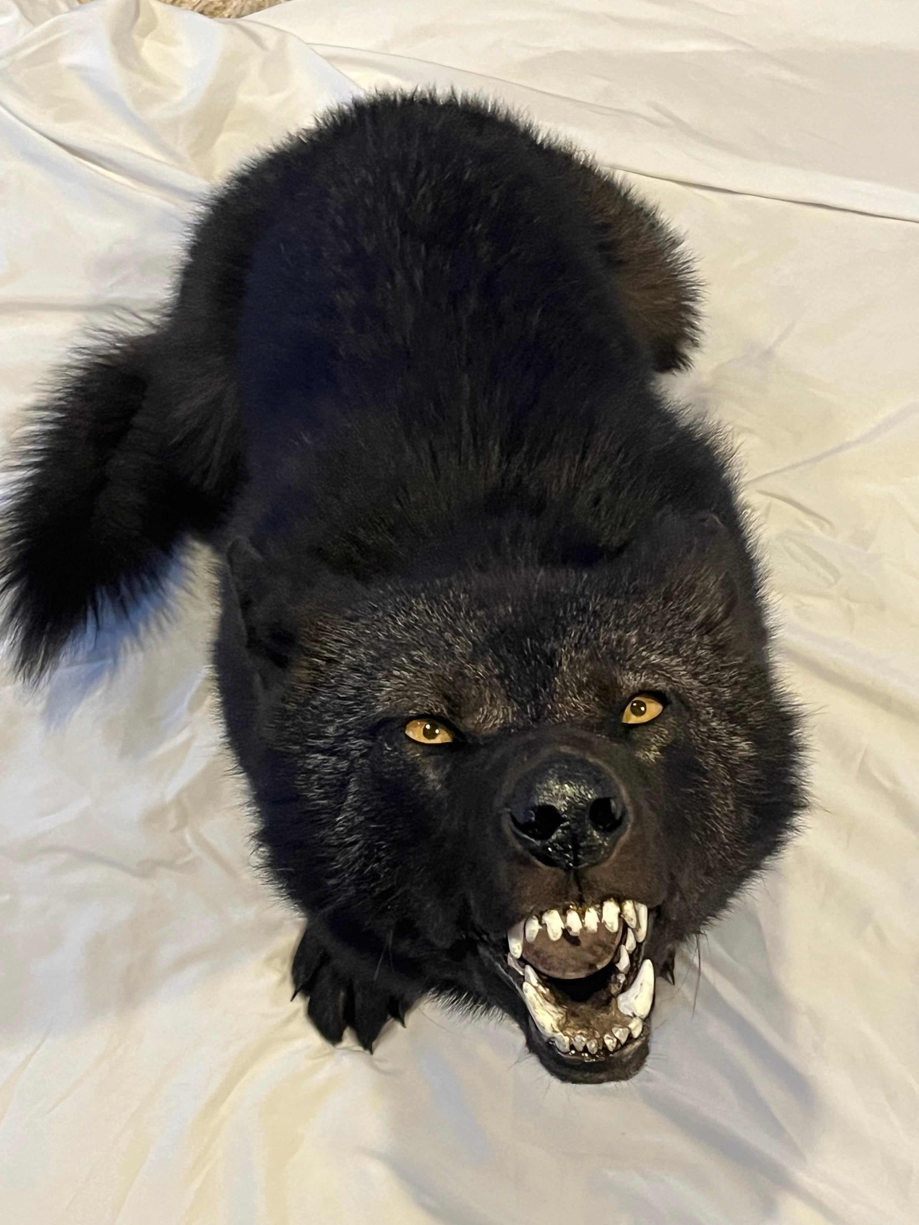 FHWL22- Rare Black Wolf Lifesize Taxidermy Mount
