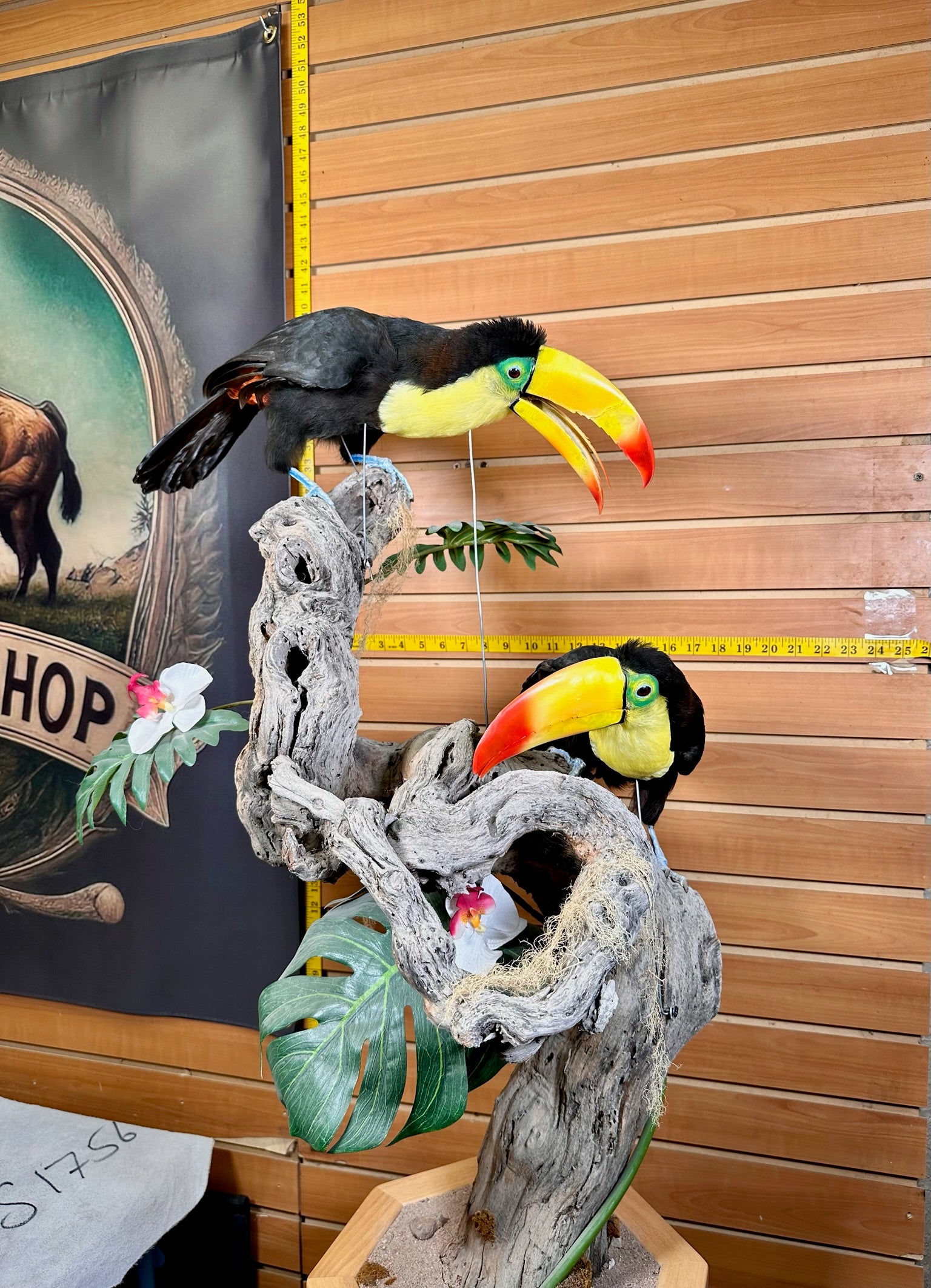 FH739-Keel billed toucans taxidermy mount - captive bred