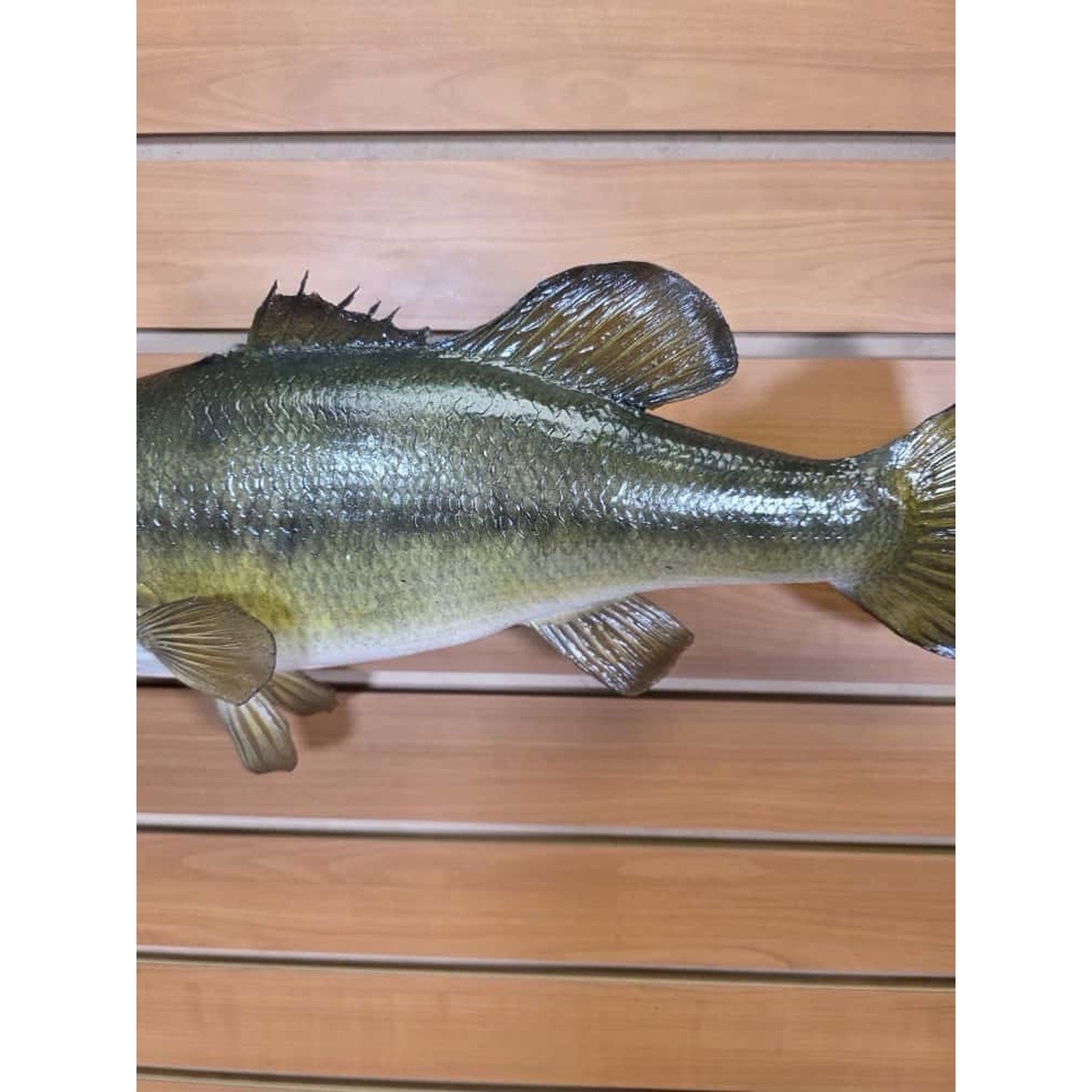 JTV212 - Real Skin Bass Fish Taxidermy Mount 20”