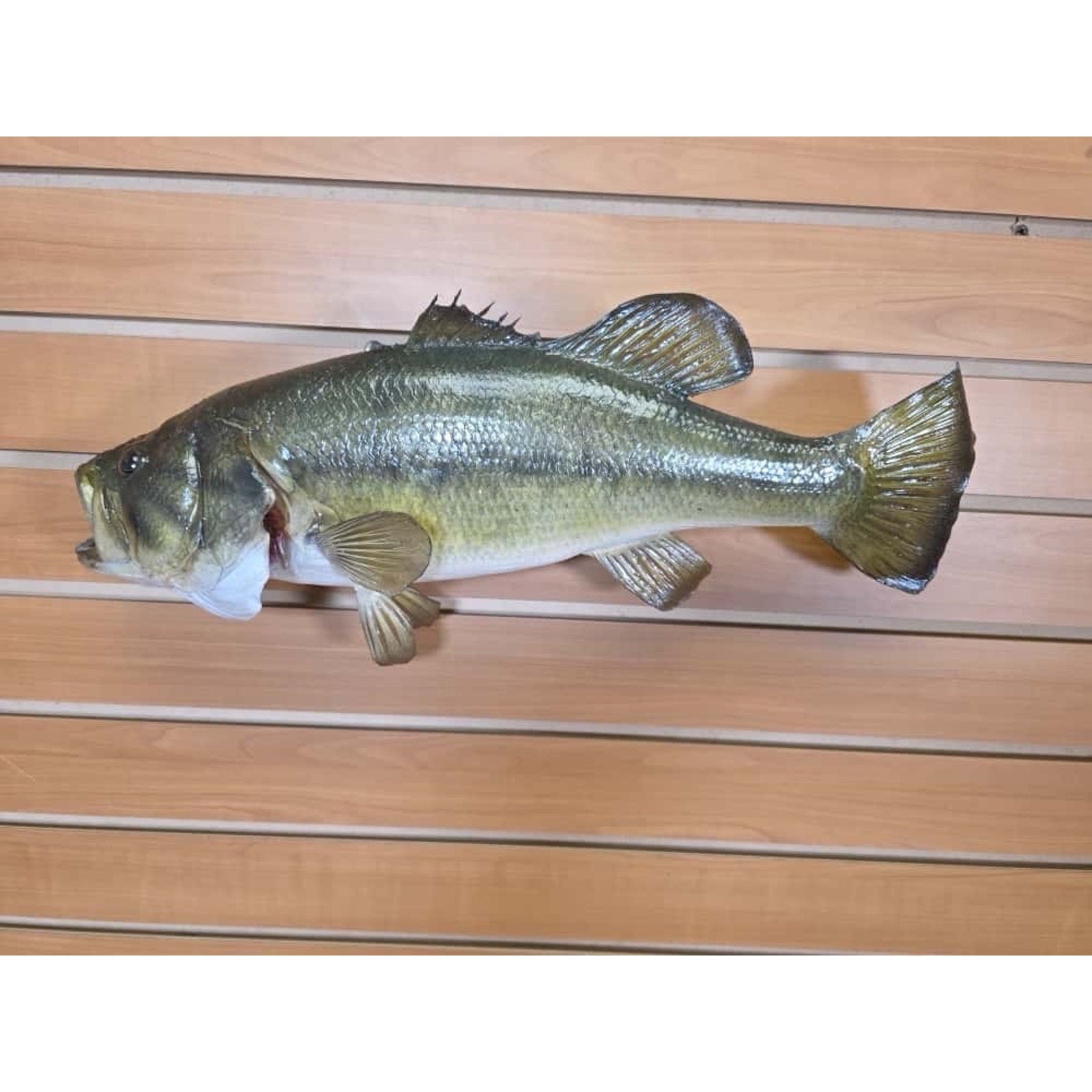 JTV212 - Real Skin Bass Fish Taxidermy Mount 20”