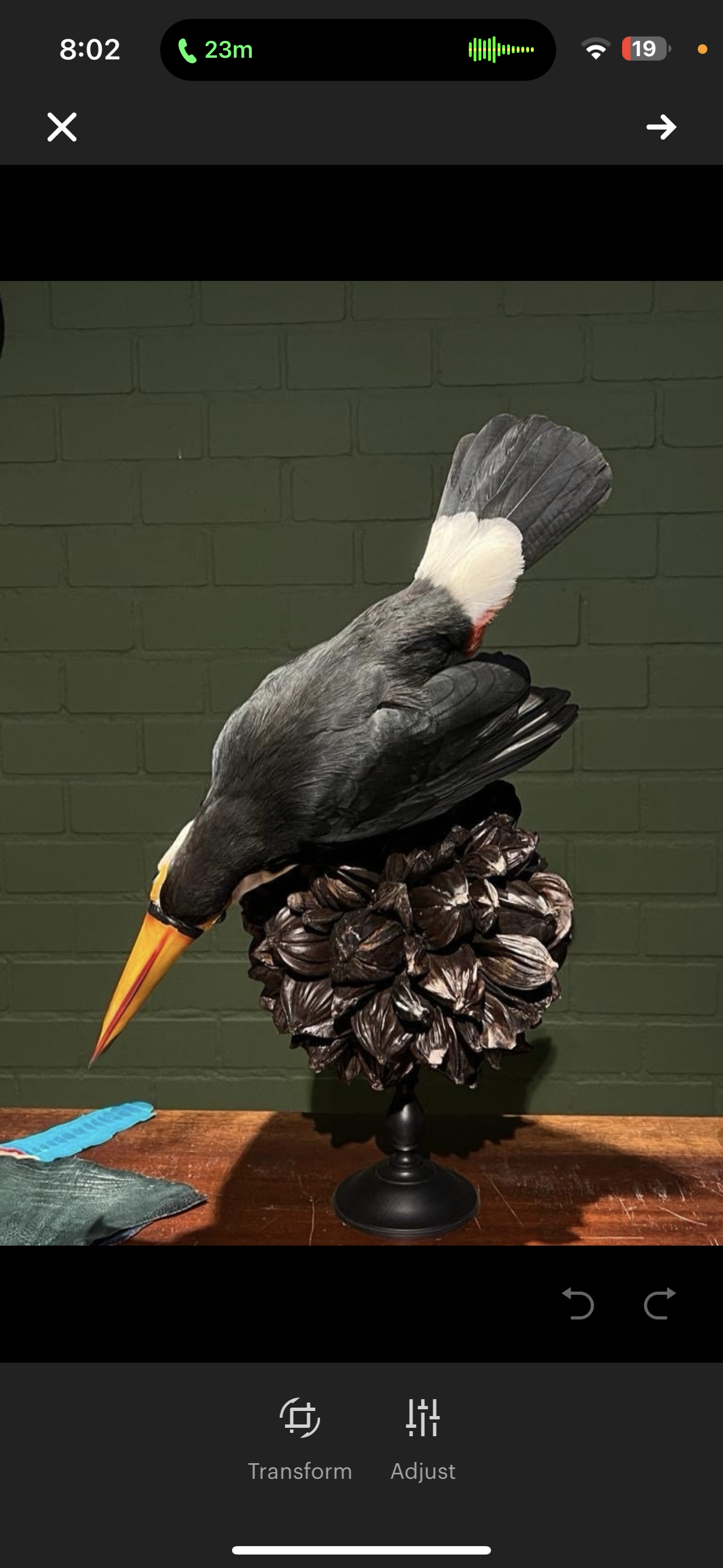 Museum Quality Real Toco Toucan Taxidermy Mount Beautiful Colors