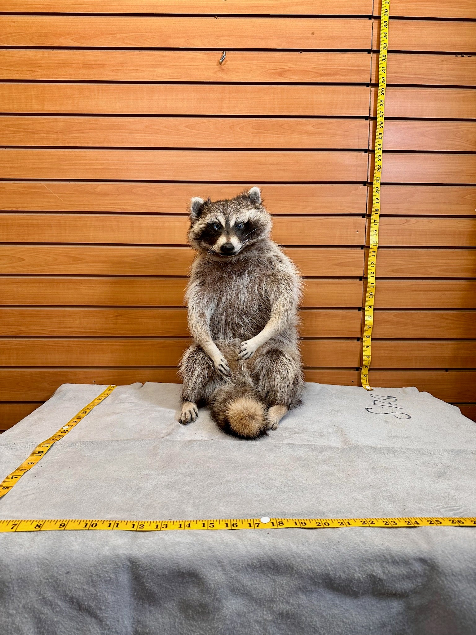 FH189- Raccoon taxidermy mount full body