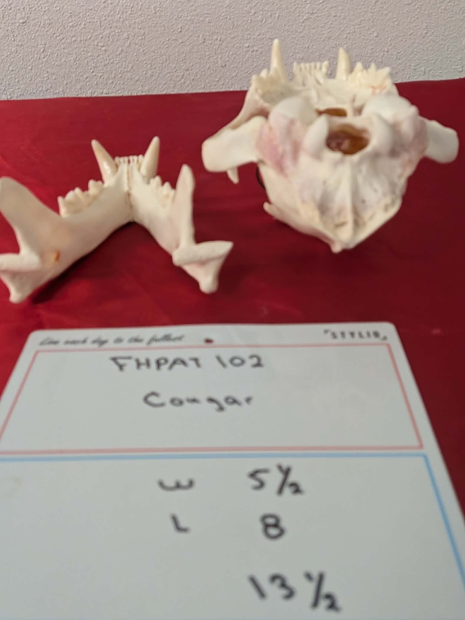 FHPAT102 - real Cougar Skull professionally cleaned
