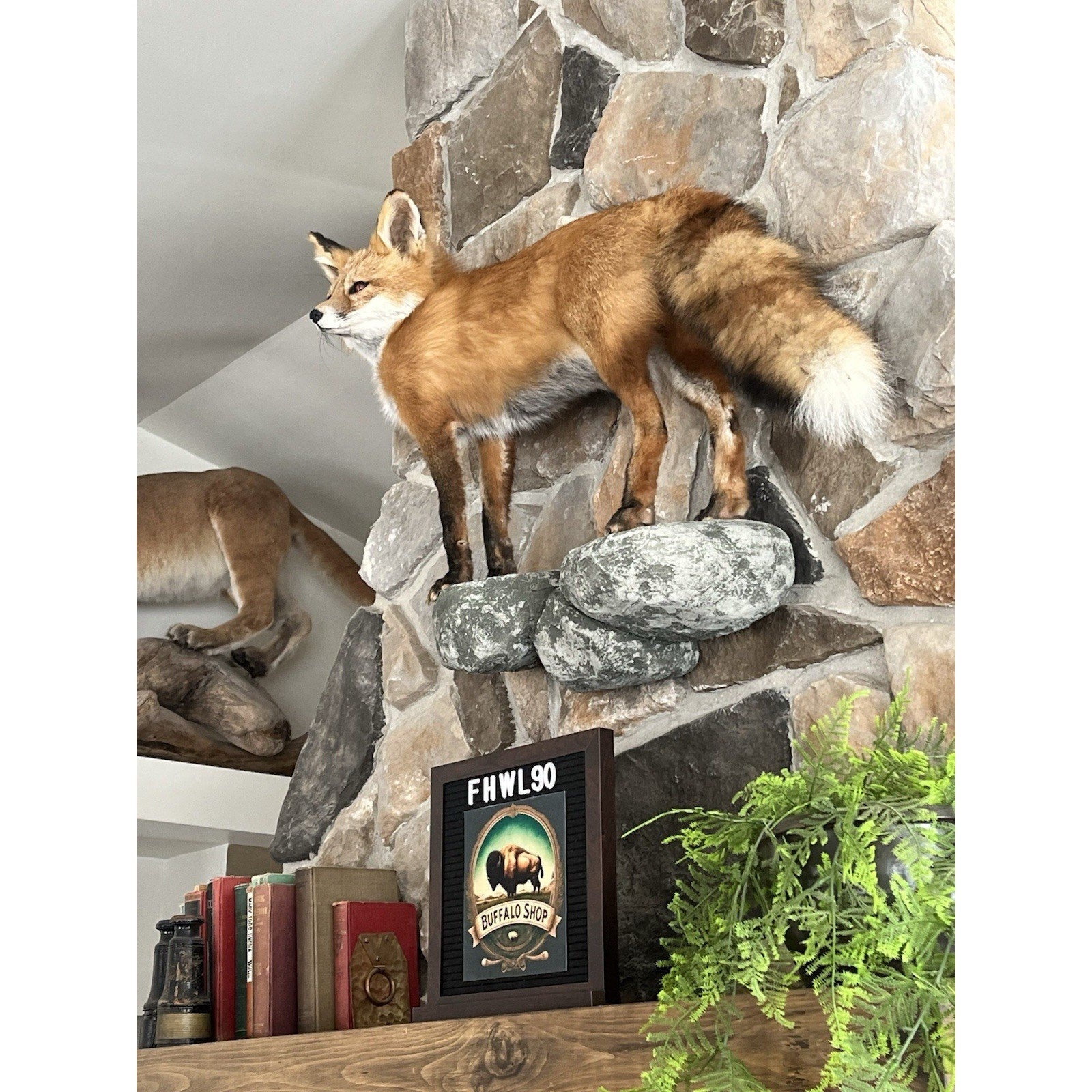 FHWL90 - Museum Quality Red Fox Taxidermy mount