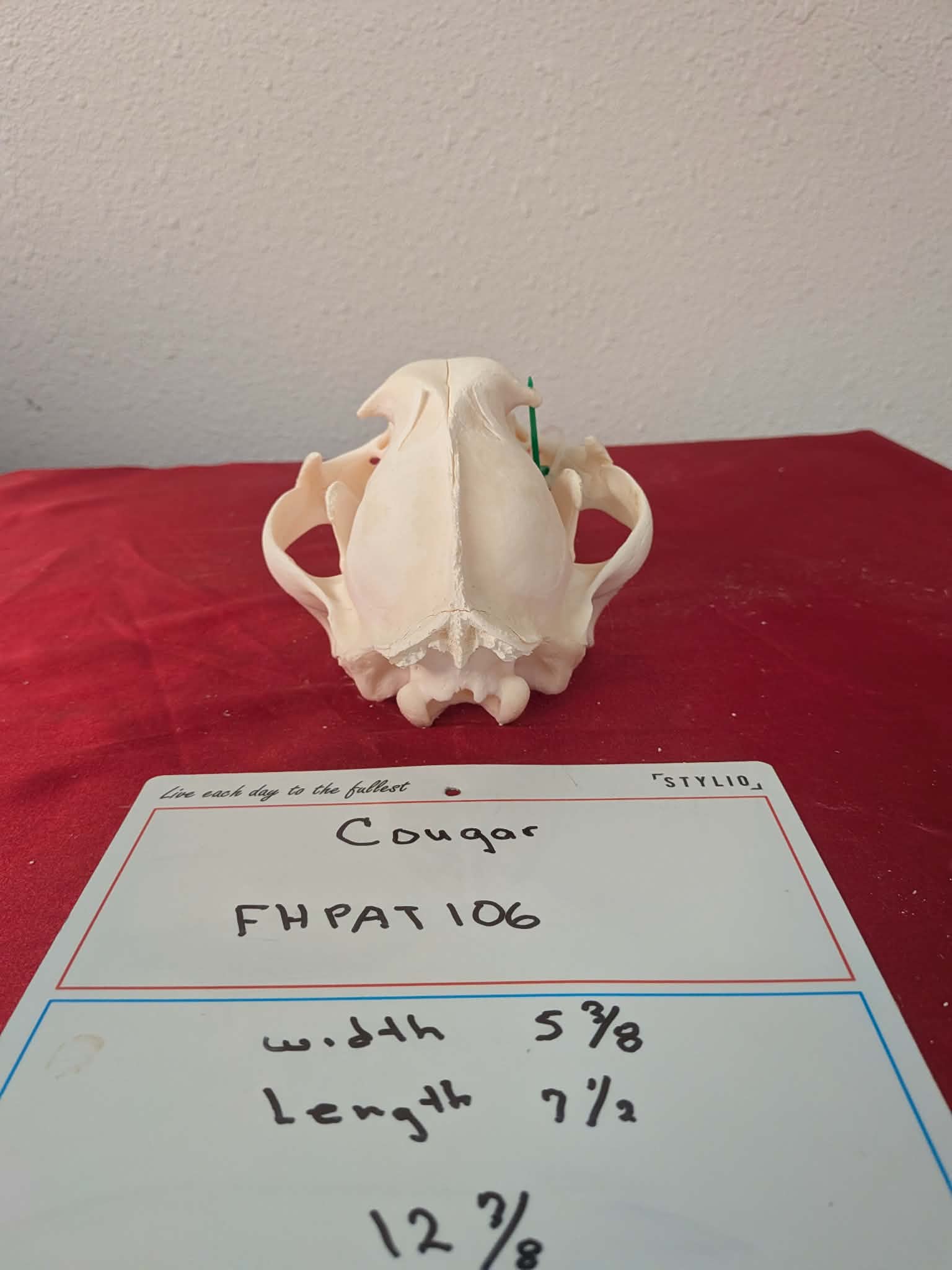 FHPAT106 -professionally cleaned cougar skull