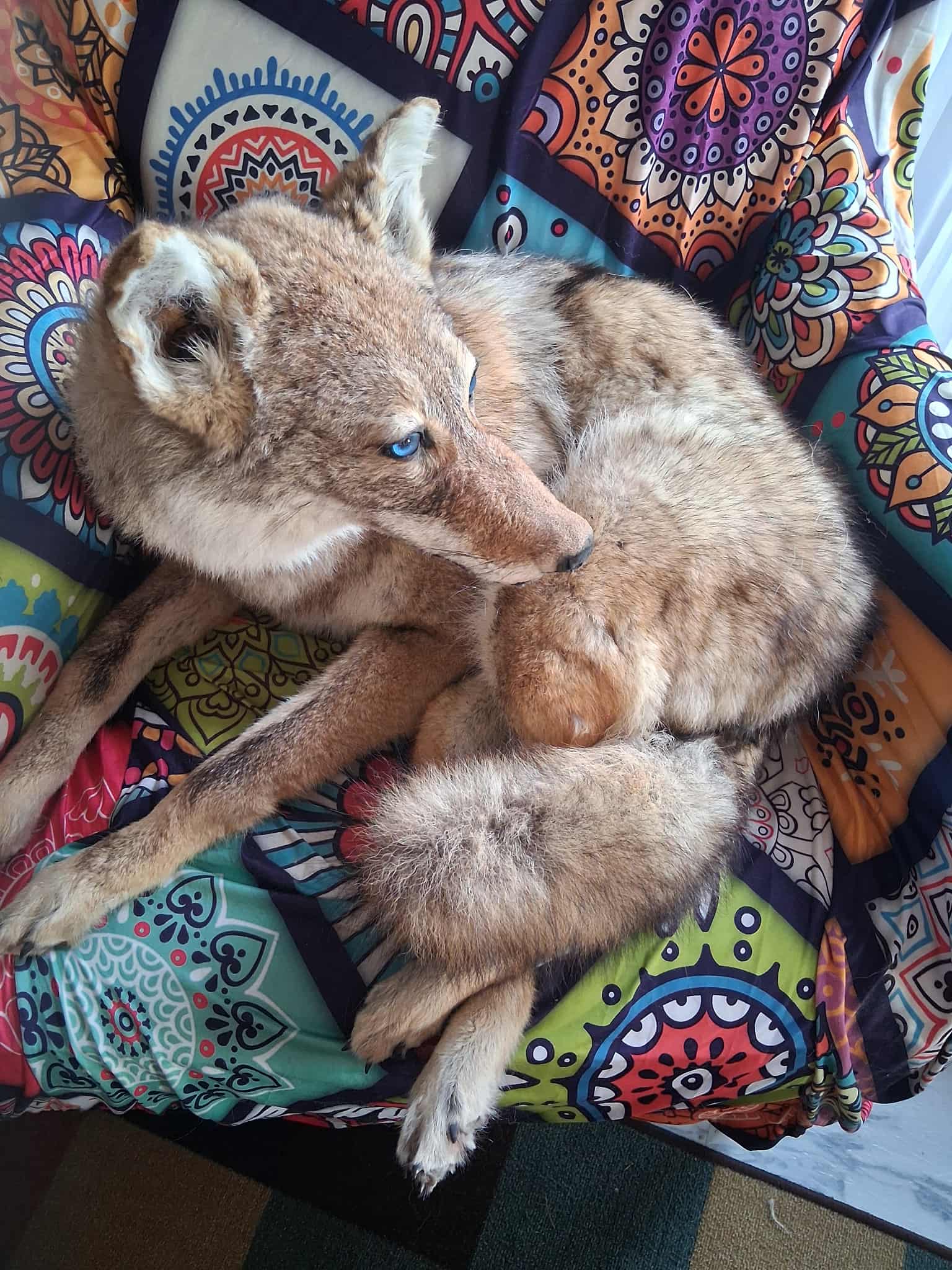 FHCOY205- Coyote Taxidermy Mount