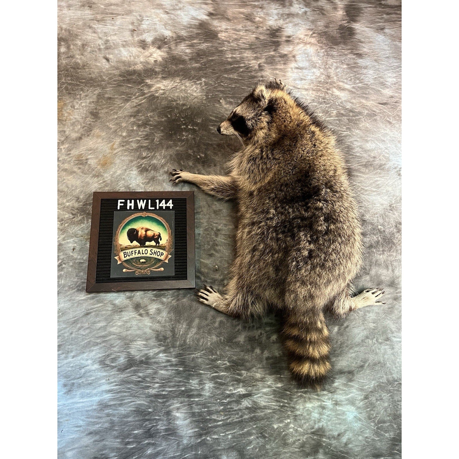 FHWL144- Fat Raccoon Taxidermy Mount