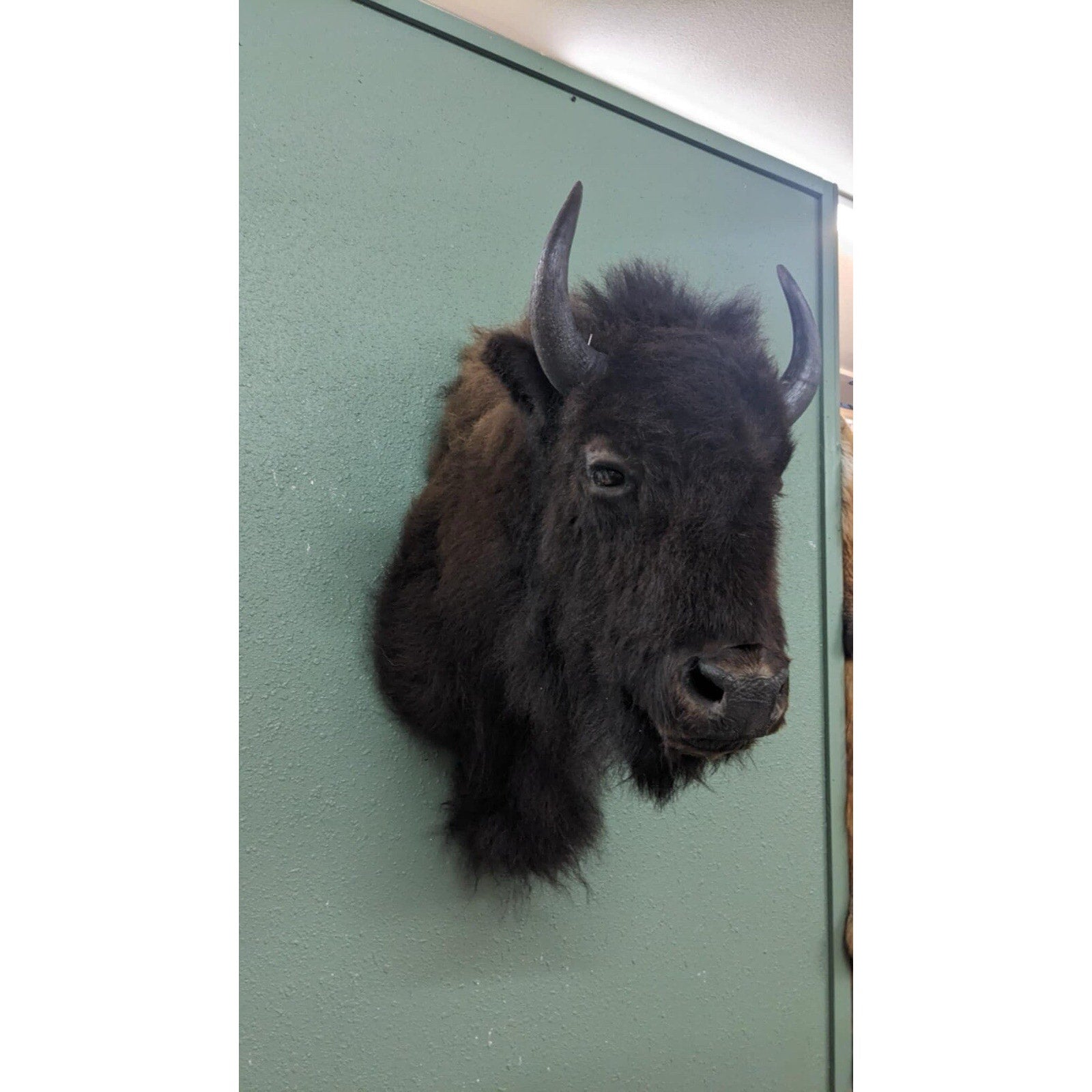 Real Buffalo / Bison Shoulder Taxidermy Mount (you Get Exact One Pictured) Pat59