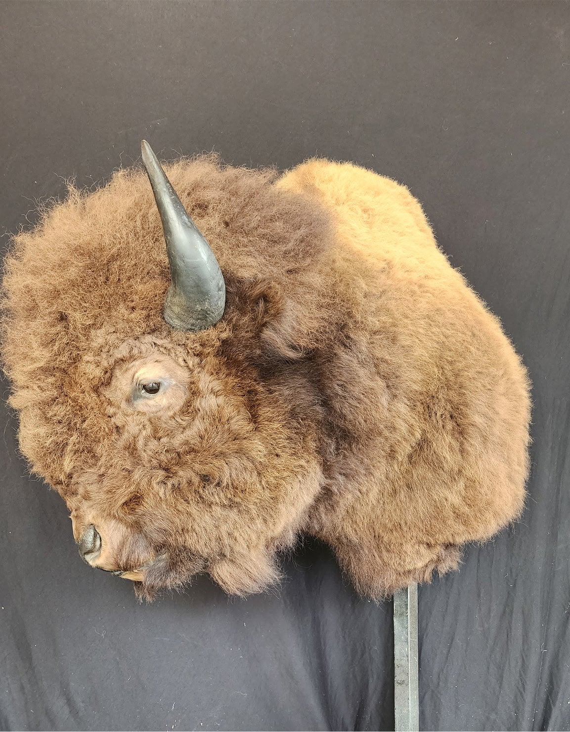 FHBRAD1 - XL Buffalo Taxidermy Shoulder mount Bull