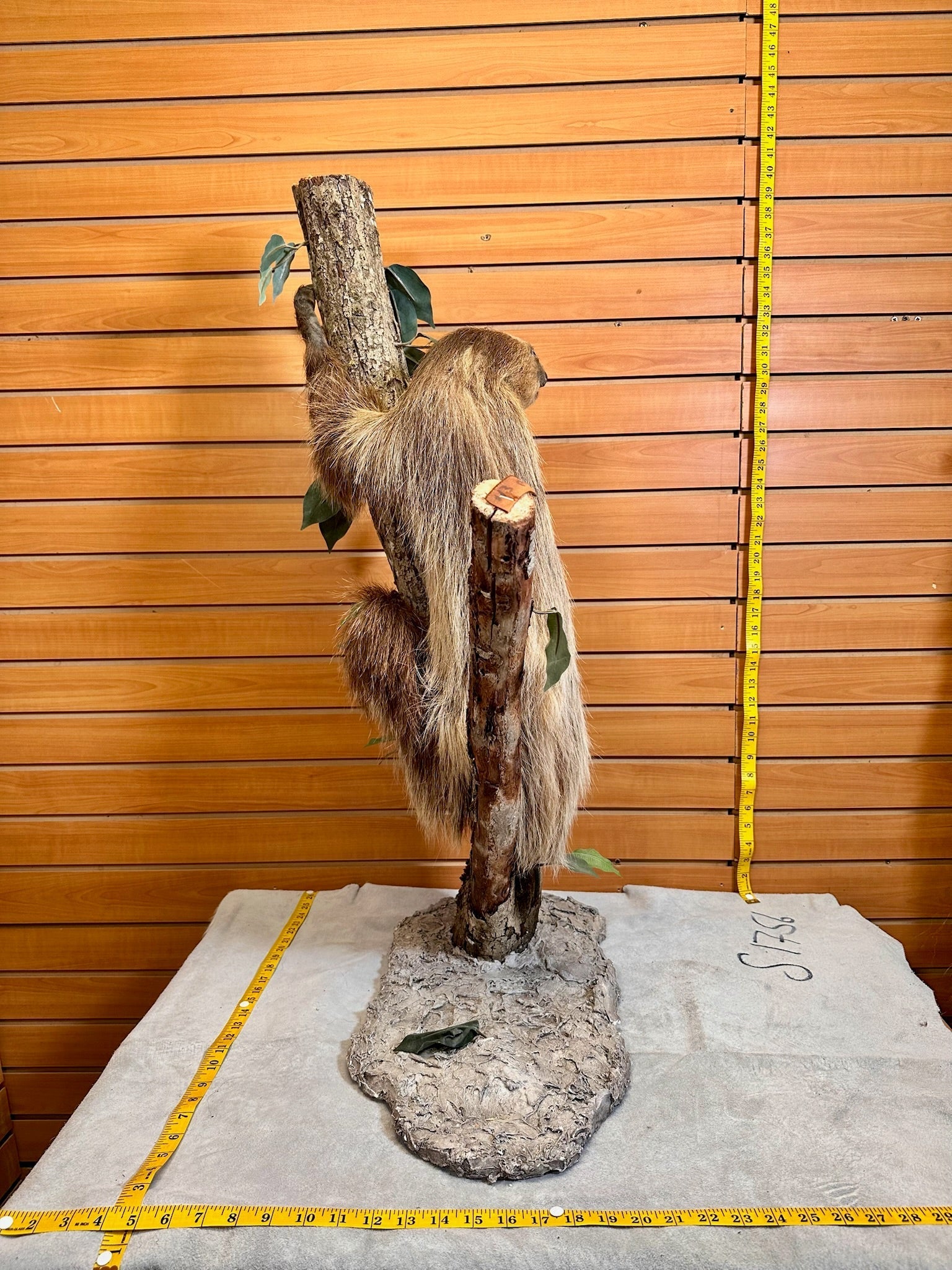 FH190-New Excellent Adult Sloth Taxidermy Mount Full Body