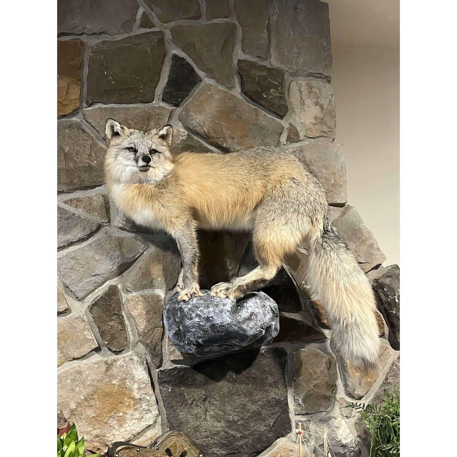 FHWL40 -museum Quality Ranch Fox Taxidermy mount