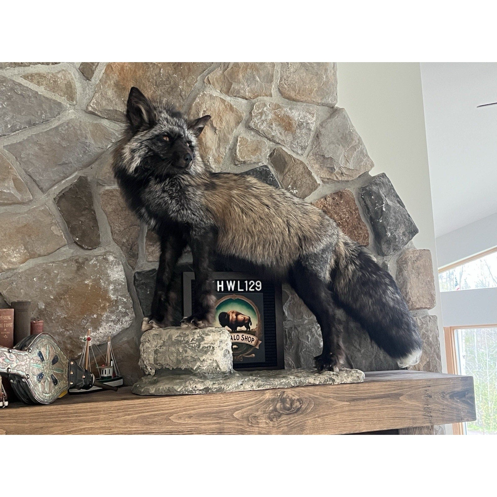FHWL129 - Premium Silver Fox Taxidermy Full Body Mount