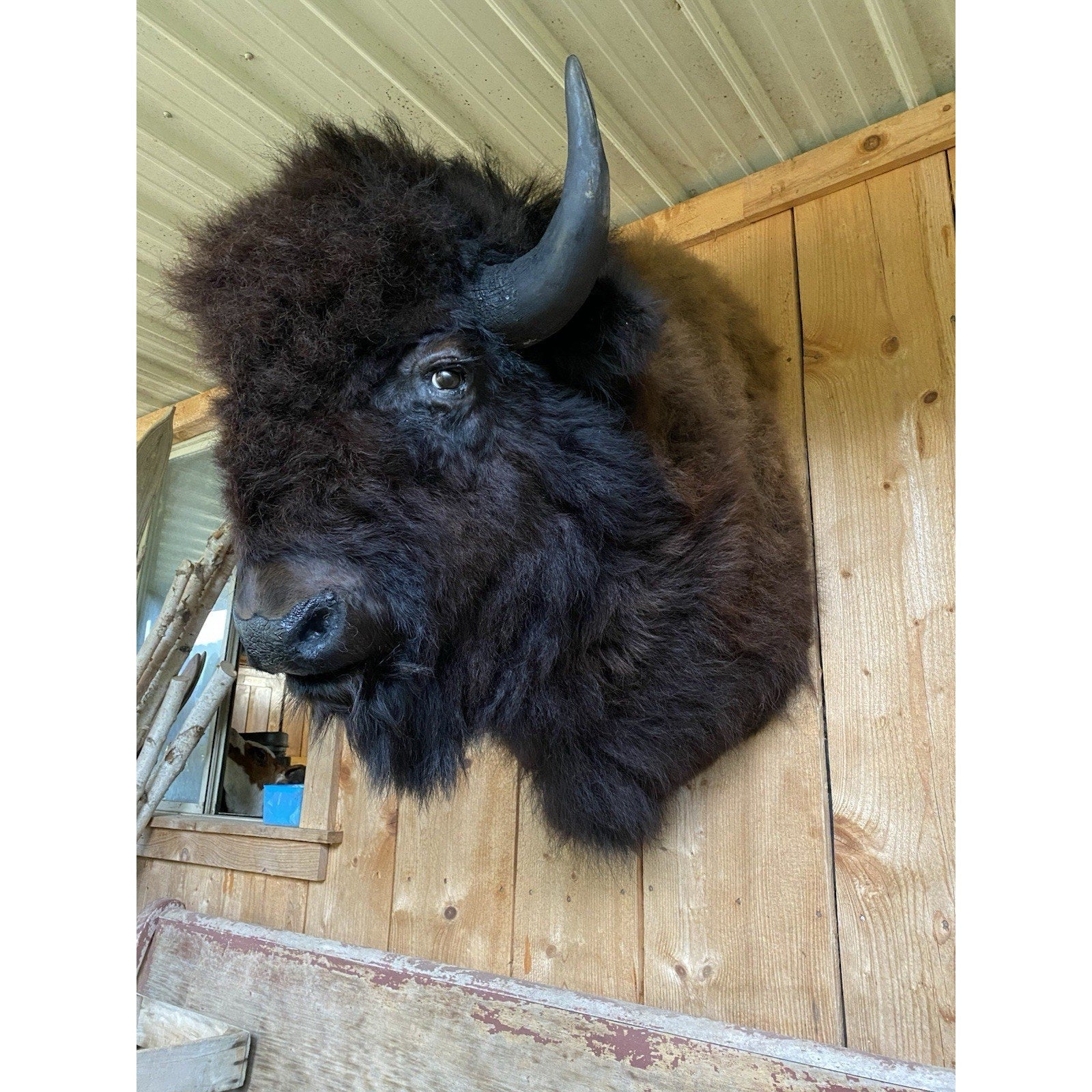 FHDAR42-XL Buffalo Taxidermy Shoulder mount Bull