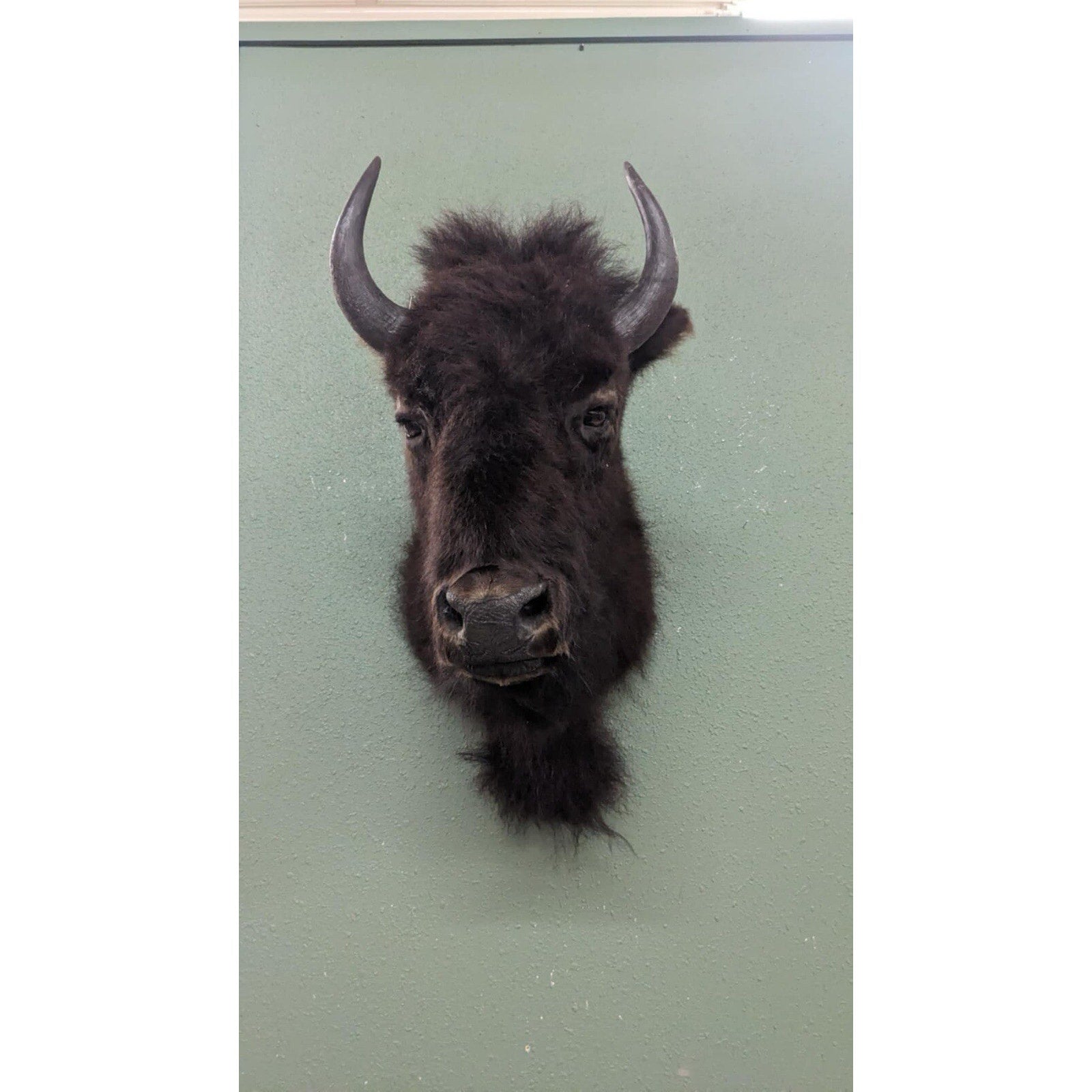 Real Buffalo / Bison Shoulder Taxidermy Mount (you Get Exact One Pictured) Pat59