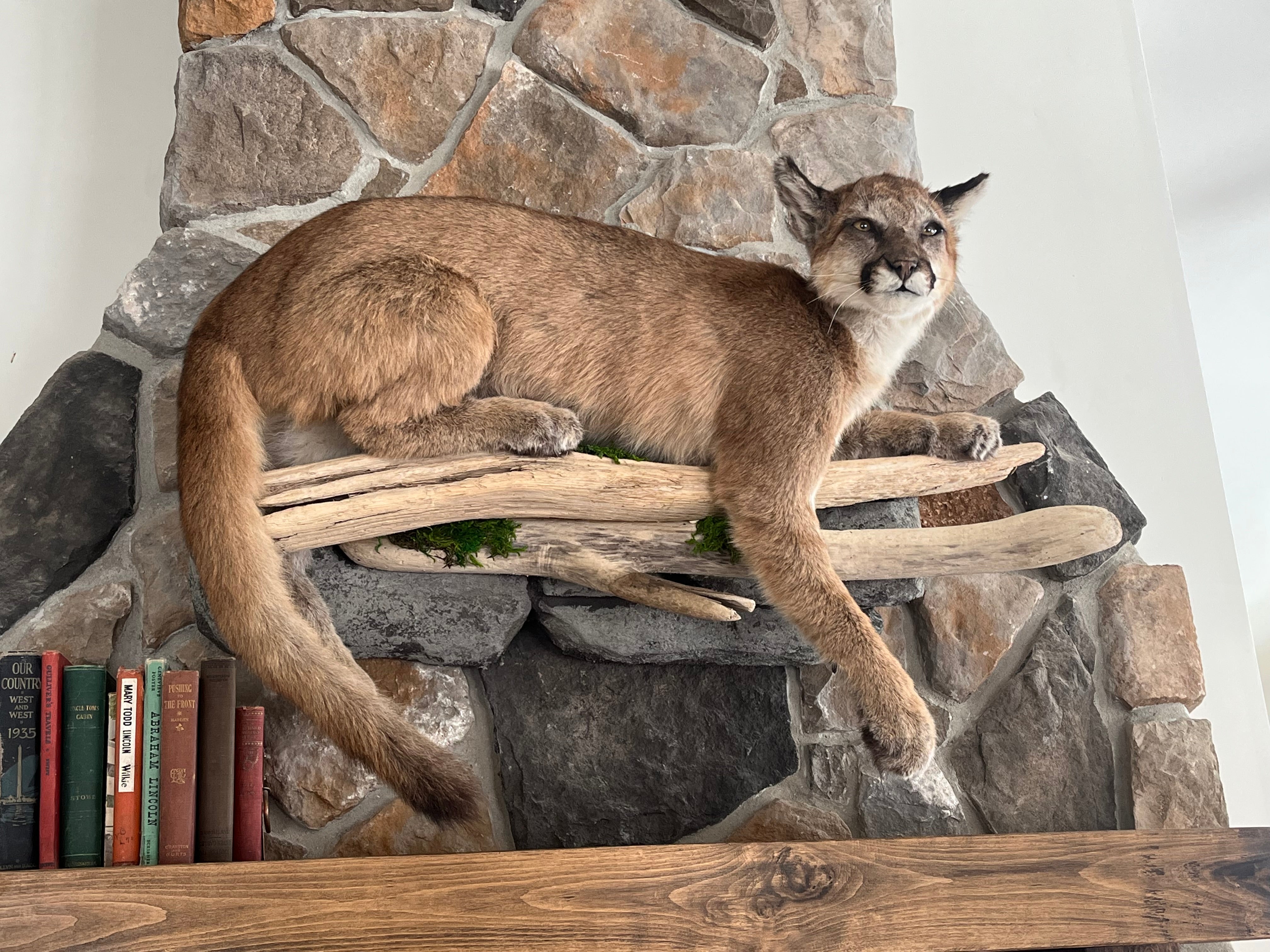 FHWL29 - Cougar Lifesize Taxidermy Mount