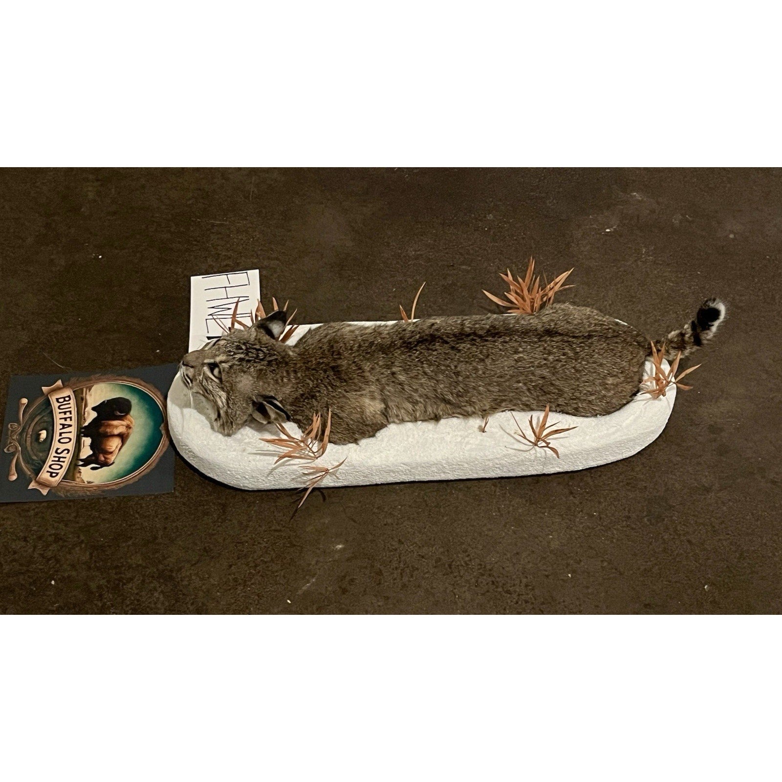 FHWL48 - Bobcat Taxidermy Full Body Mount In Snow.