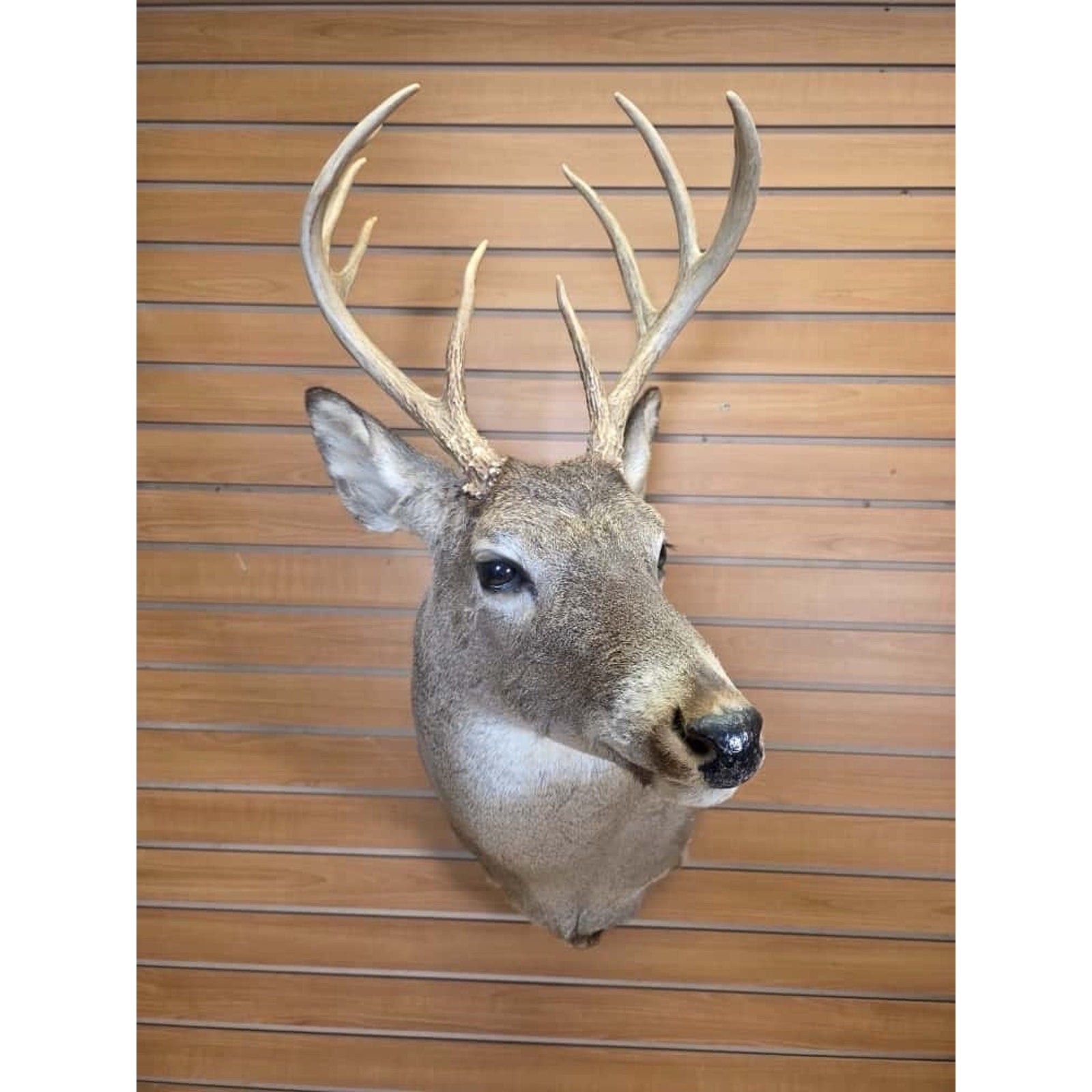 FHMN15- Whitetail Deer Real Antler Deer Taxidermy Mount