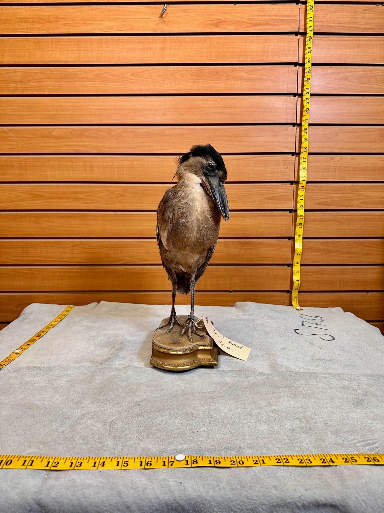 FHSF9-Boat billed Heron bird taxidermy