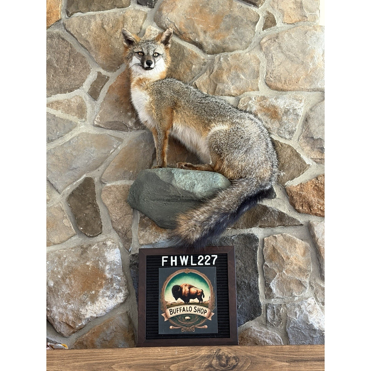 FHWL227 - Grey Fox Taxidermy Full Body Mount Cabin Camp Man Cave