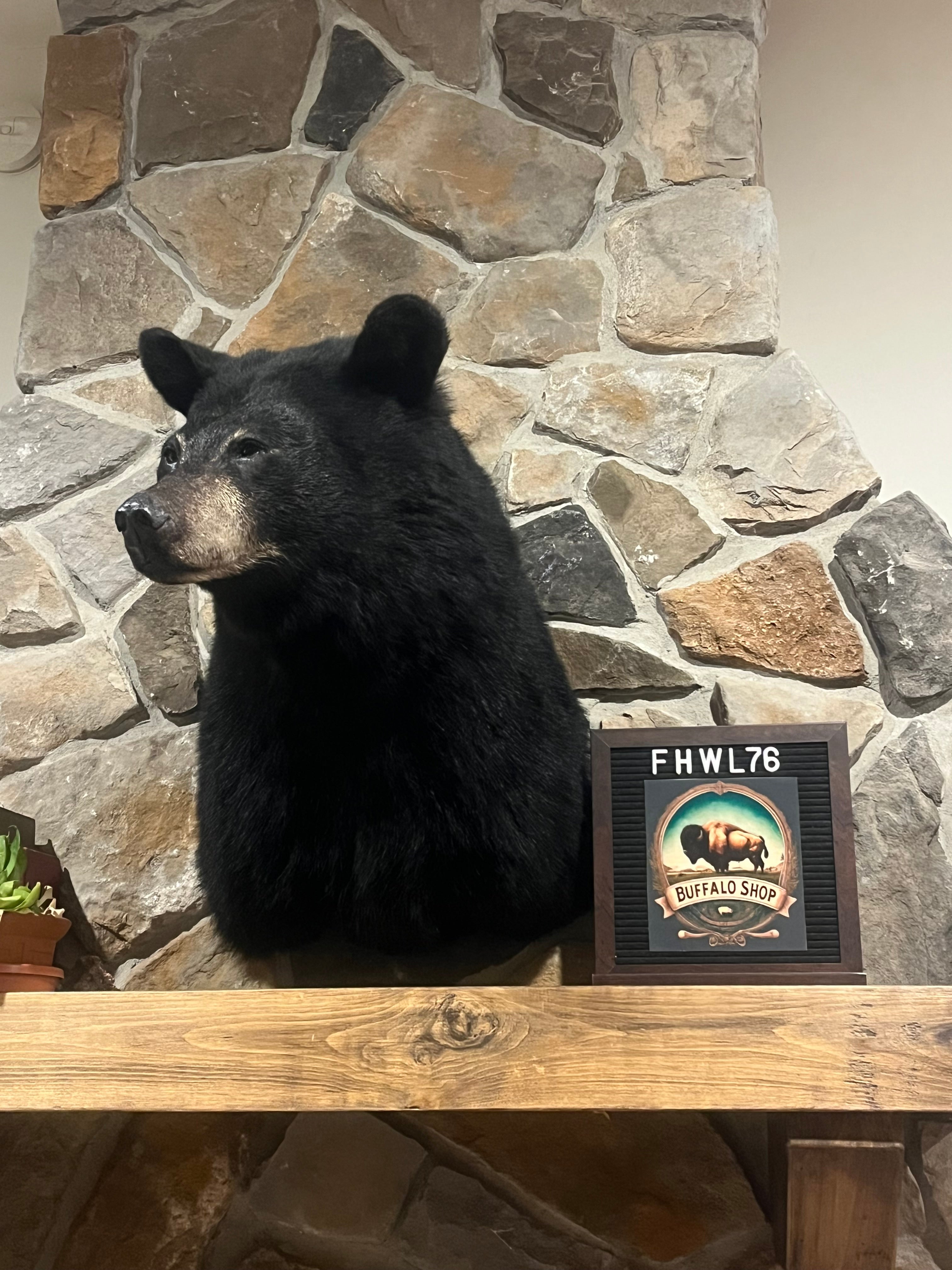 FHWL76 - Black Bear shoulder mount