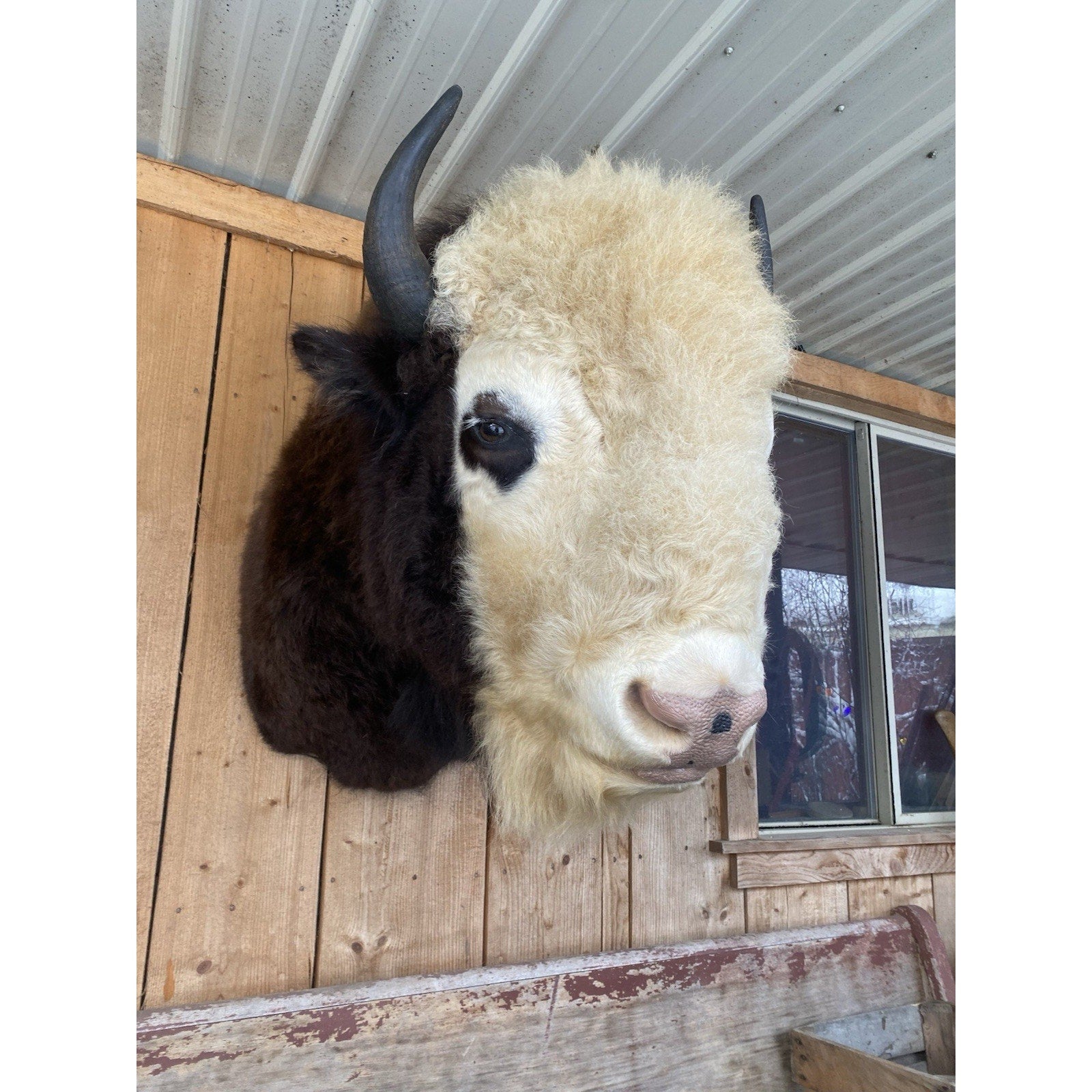FHDAR41- Rare Sacred White-faced Buffalo Bison Taxidermy Shoulder mount