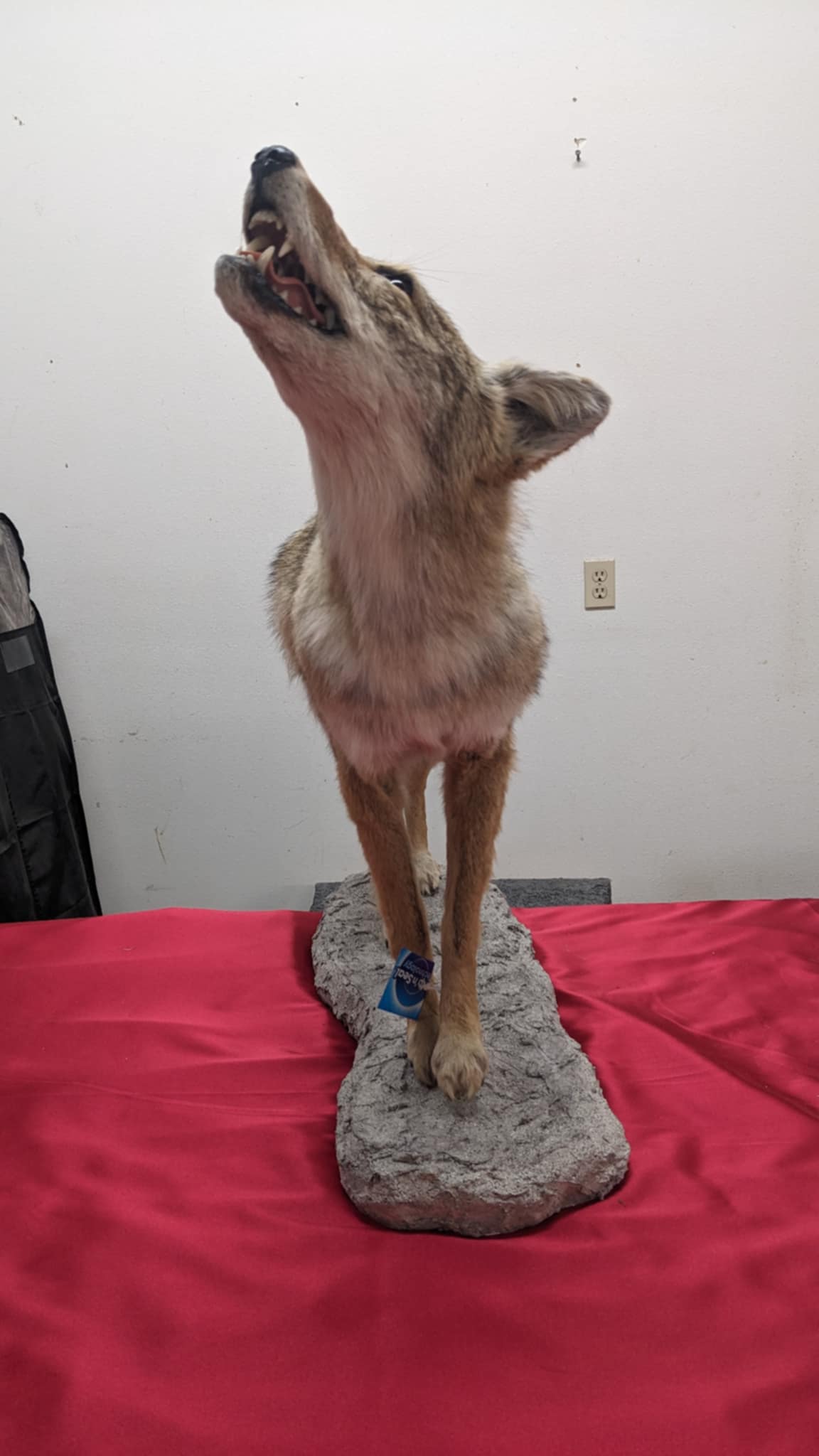 FHPAT9- howling coyote taxidermy mount