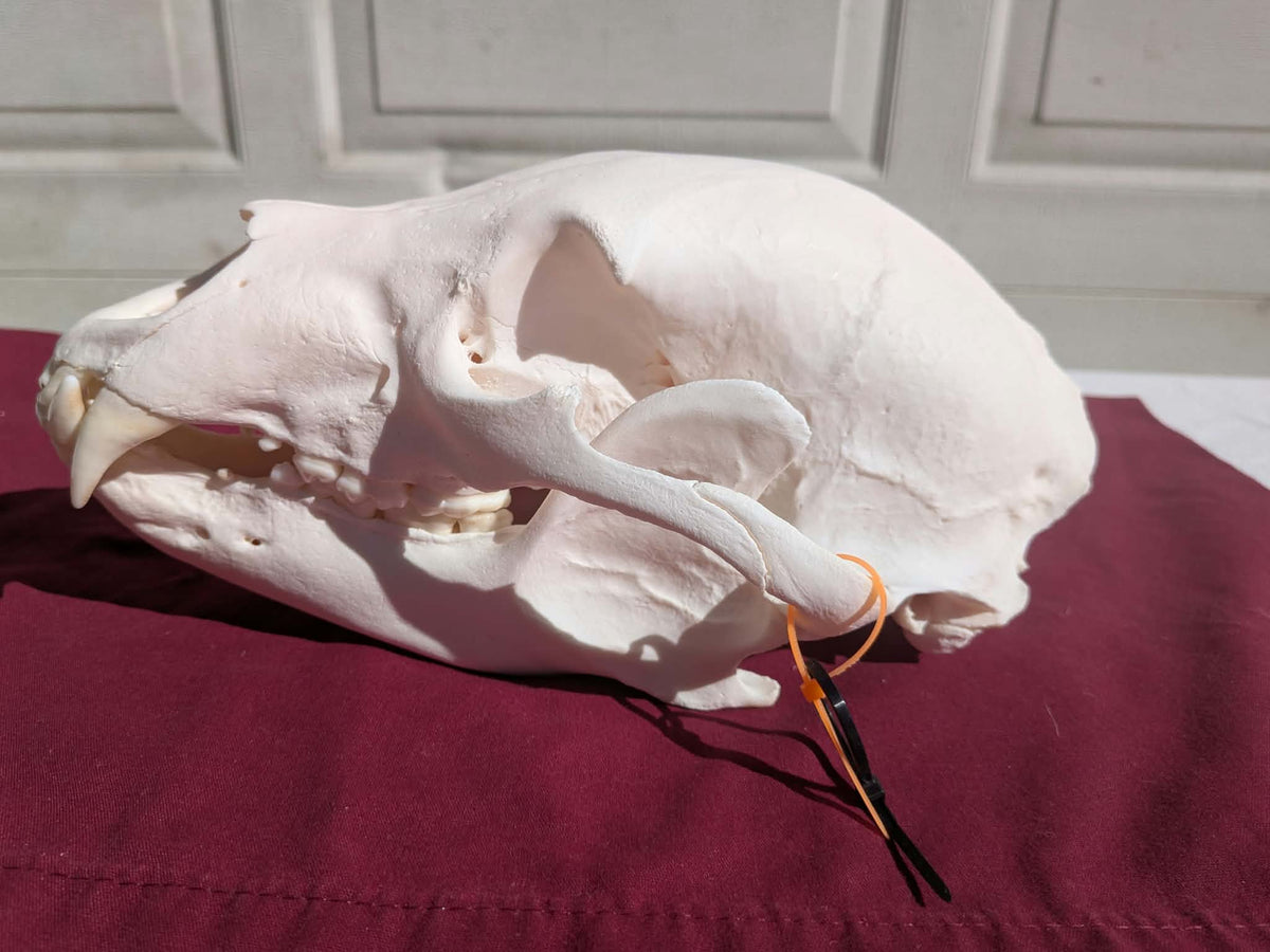 FHPAT237 -professionally cleaned black bear skull