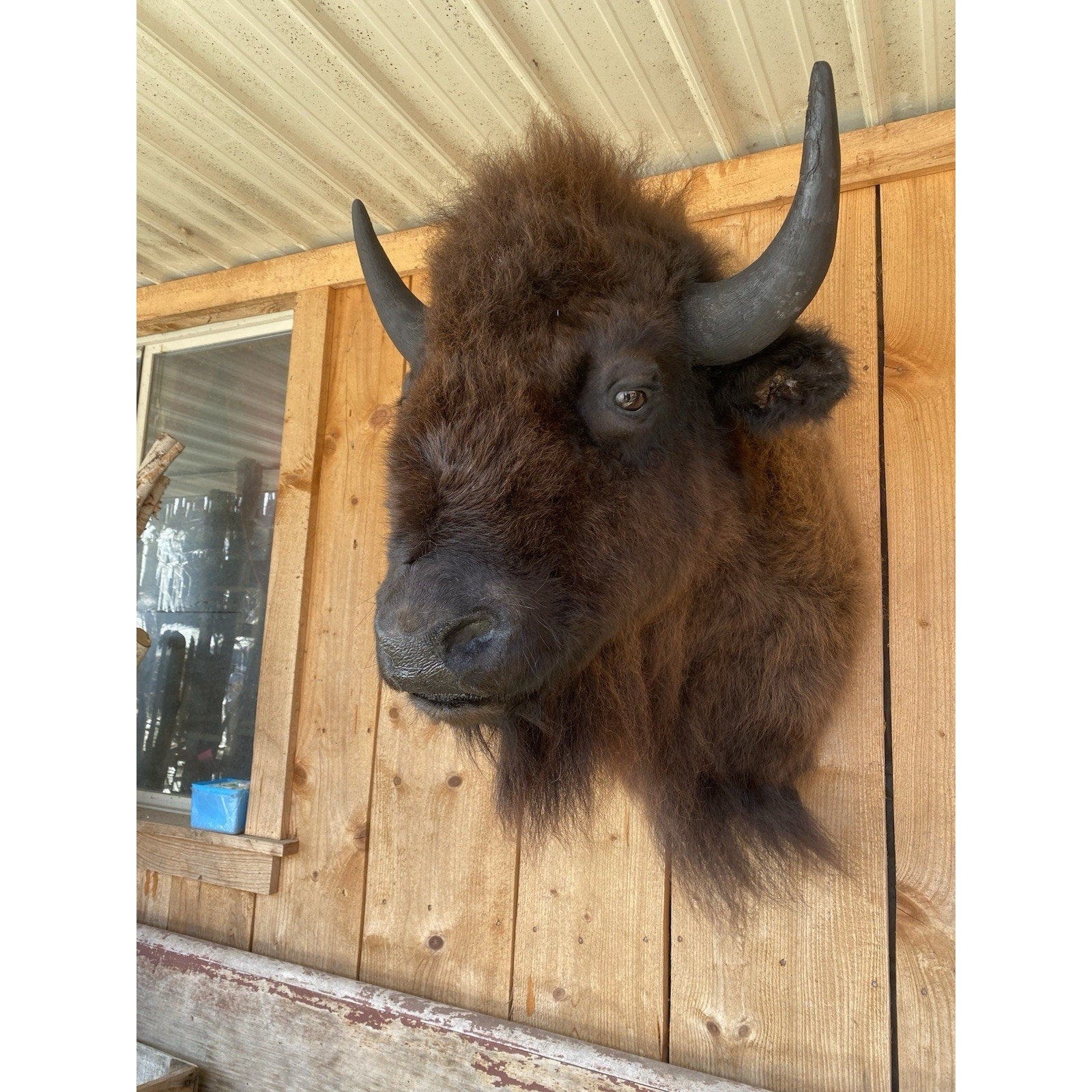 FHDAR6- XL Buffalo Taxidermy Shoulder mount Bull