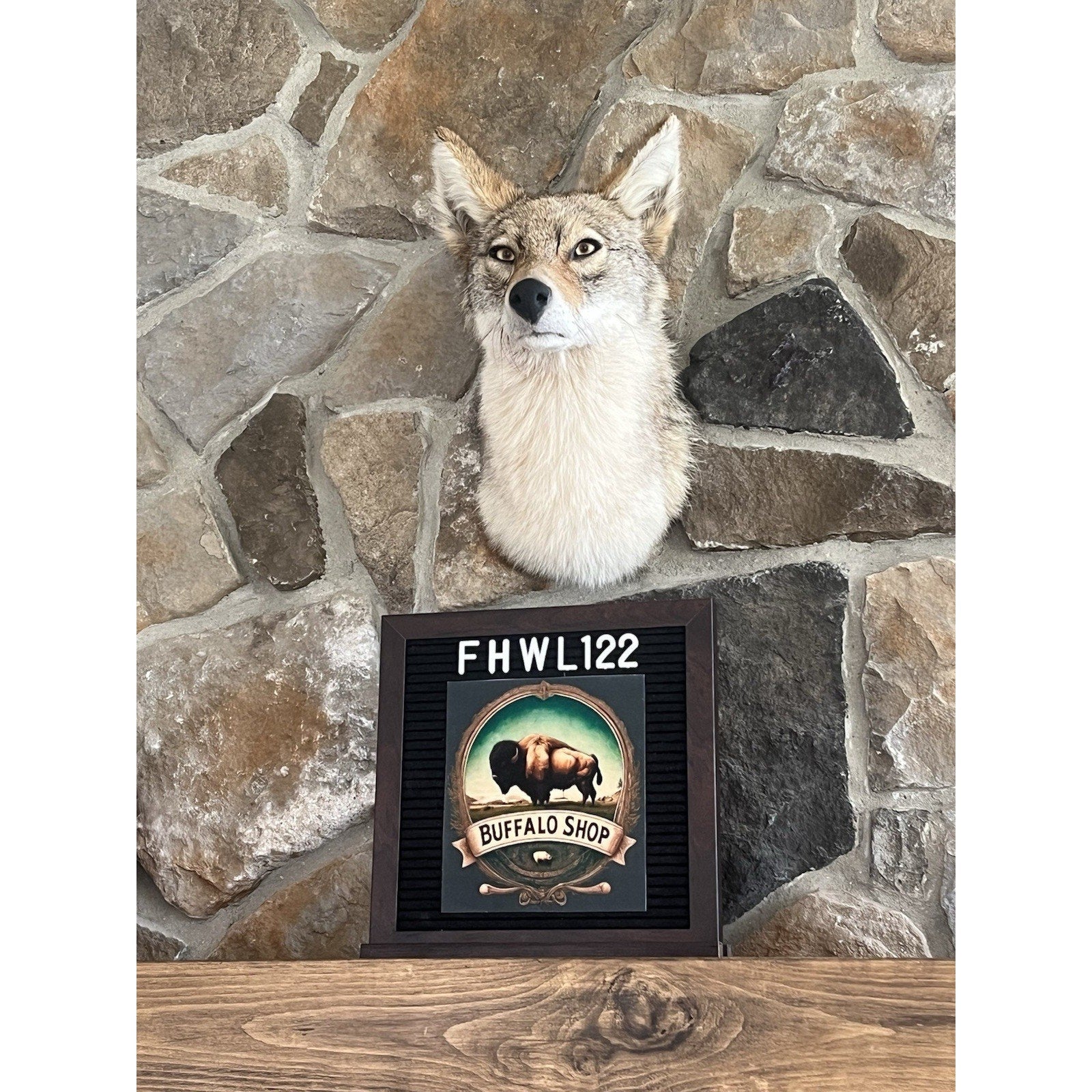 FHWL122 - Coyote Shoulder Museum Quality mount Taxidermy