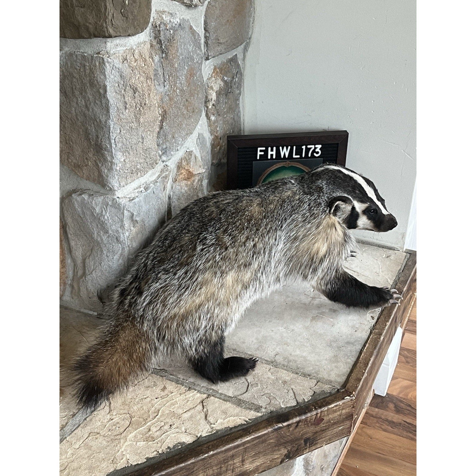 FHWL173- Fat Badger Taxidermy Mount