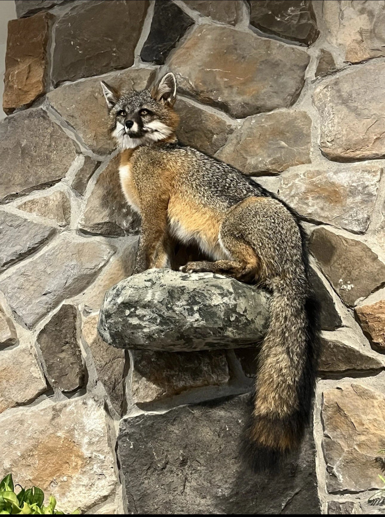 FHWA0824-Grey Fox Taxidermy Full Body Mount Cabin Camp Man Cave