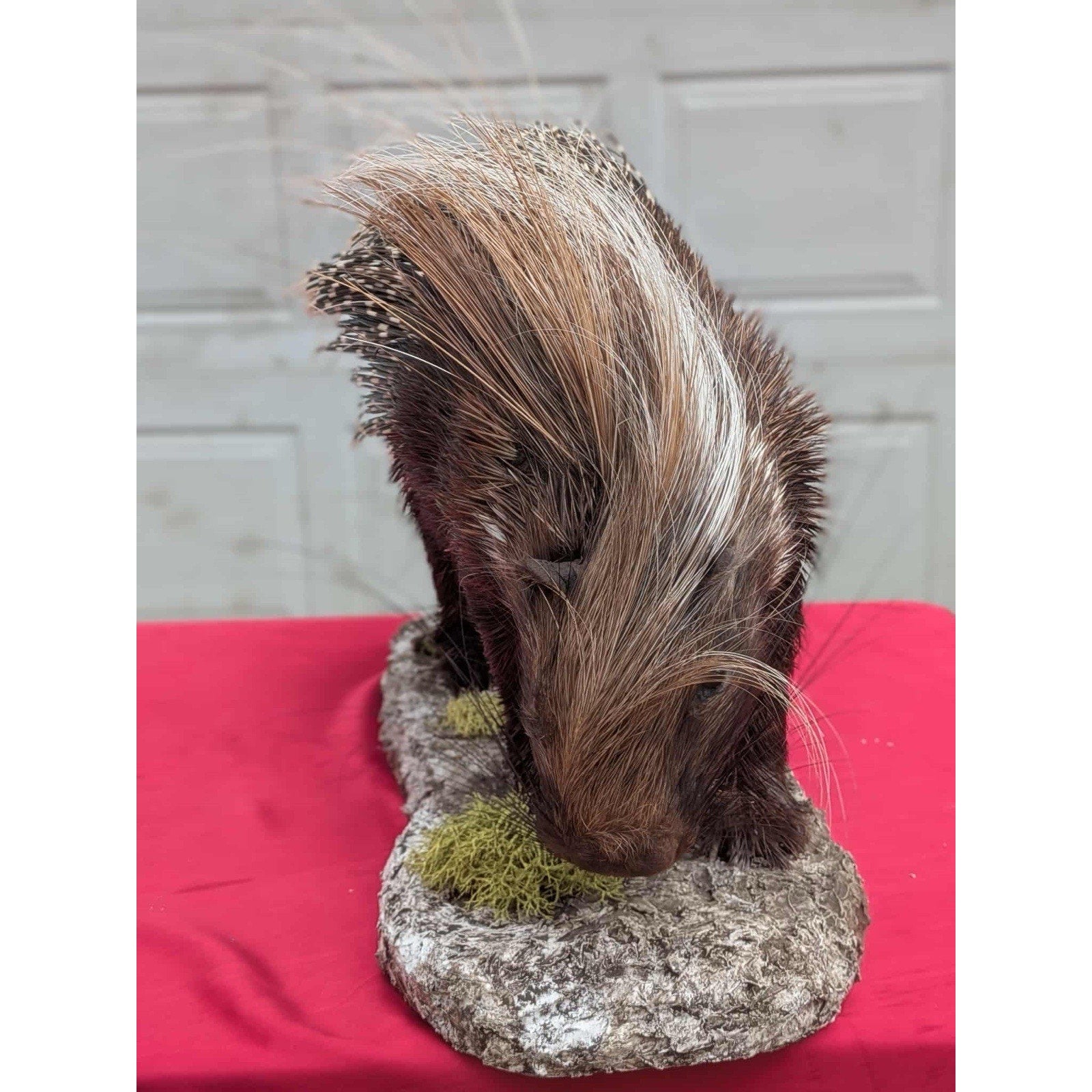 FHPAT747 - Premium African Crested Porcupine Taxidermy Mount