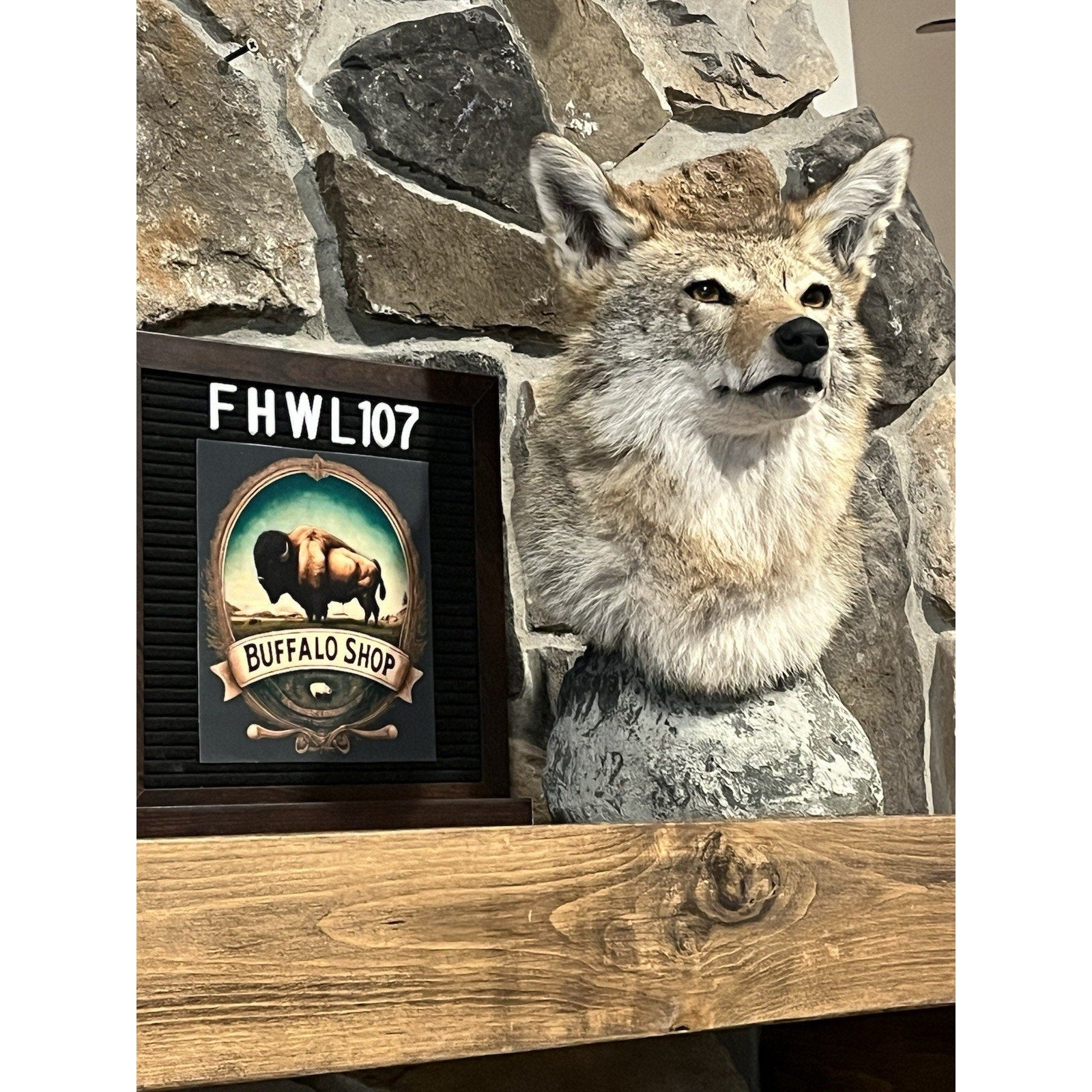FHWL107 - Coyote Shoulder Museum Quality mount Taxidermy