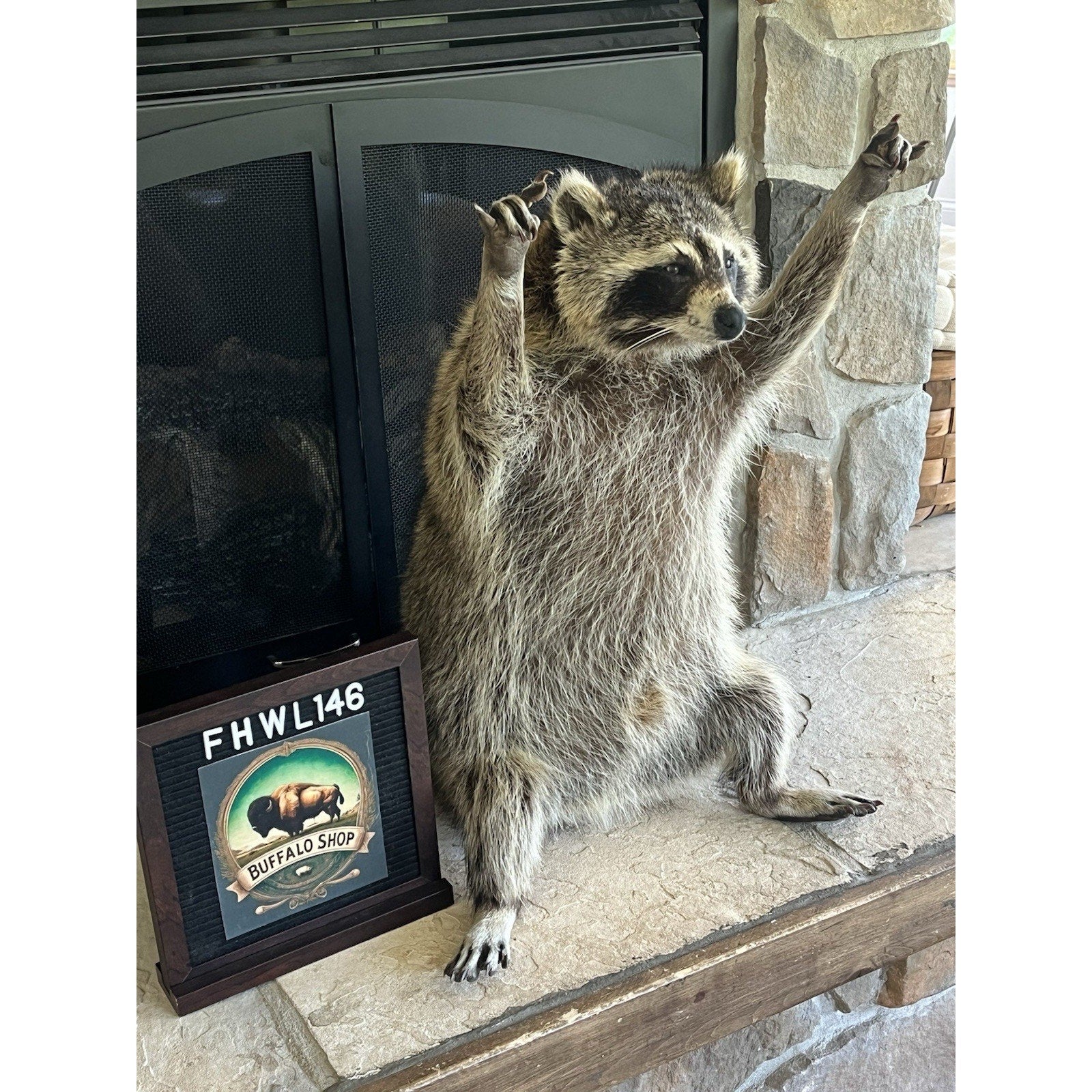 FHWL146- Fat Raccoon Taxidermy Mount