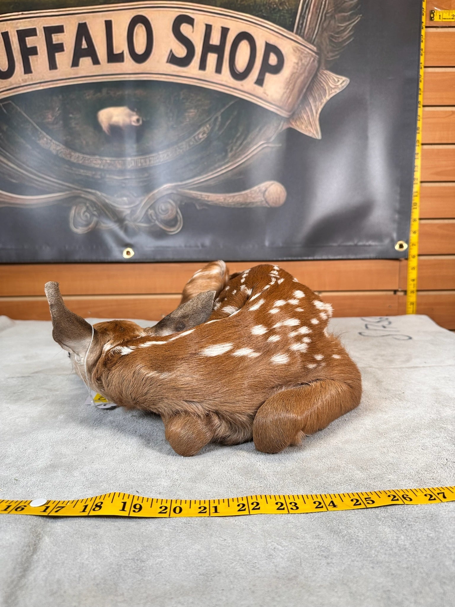 FHDEER5- Baby Deer Fawn tiny taxidermy mount