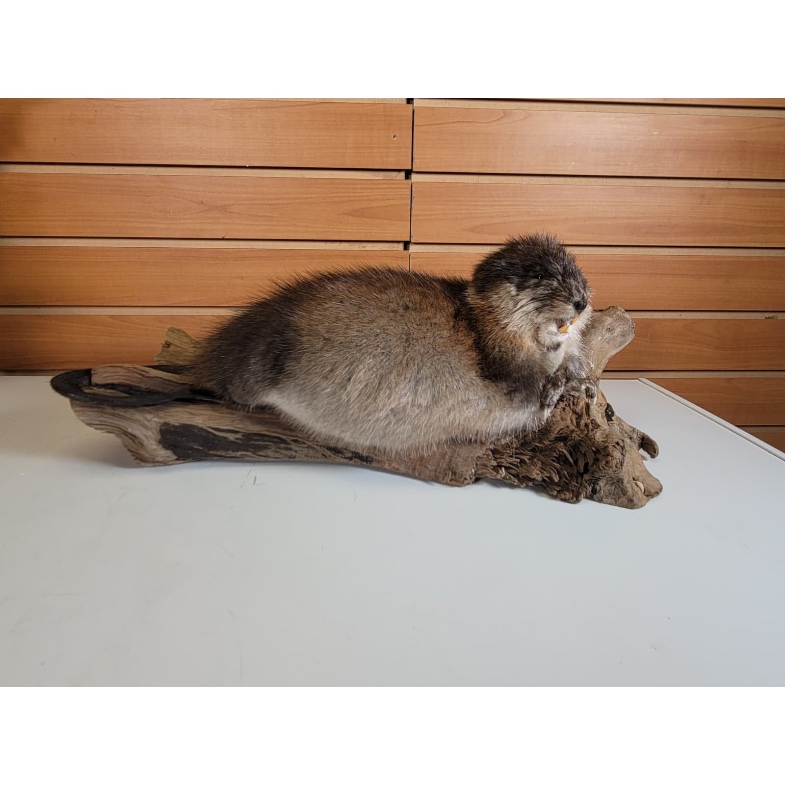 FHMUSK6 - Muskrat Taxidermy Mount
