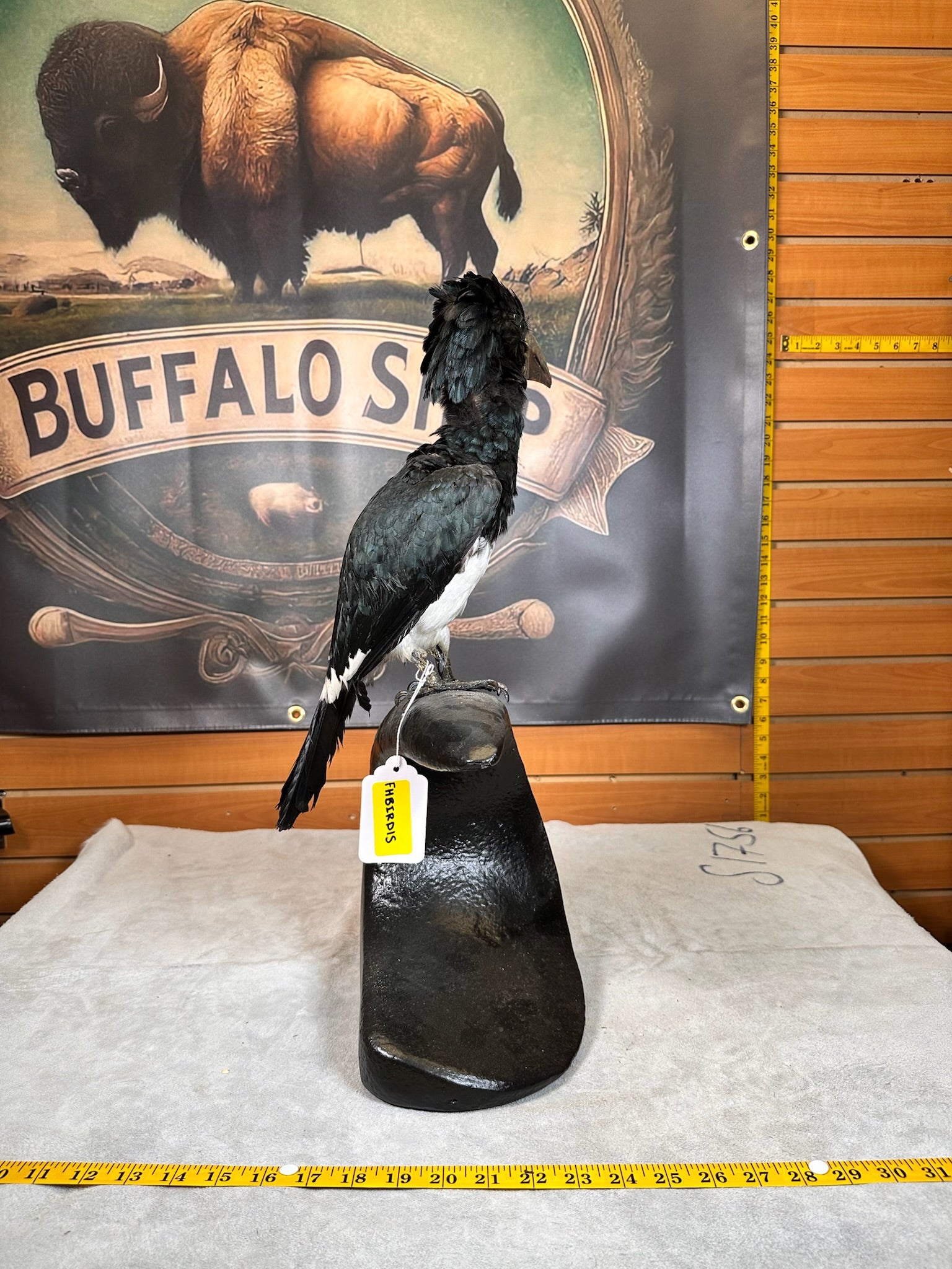 FHBIRD15- piping hornbill (Bycanistes fistulator) taxidermy mount